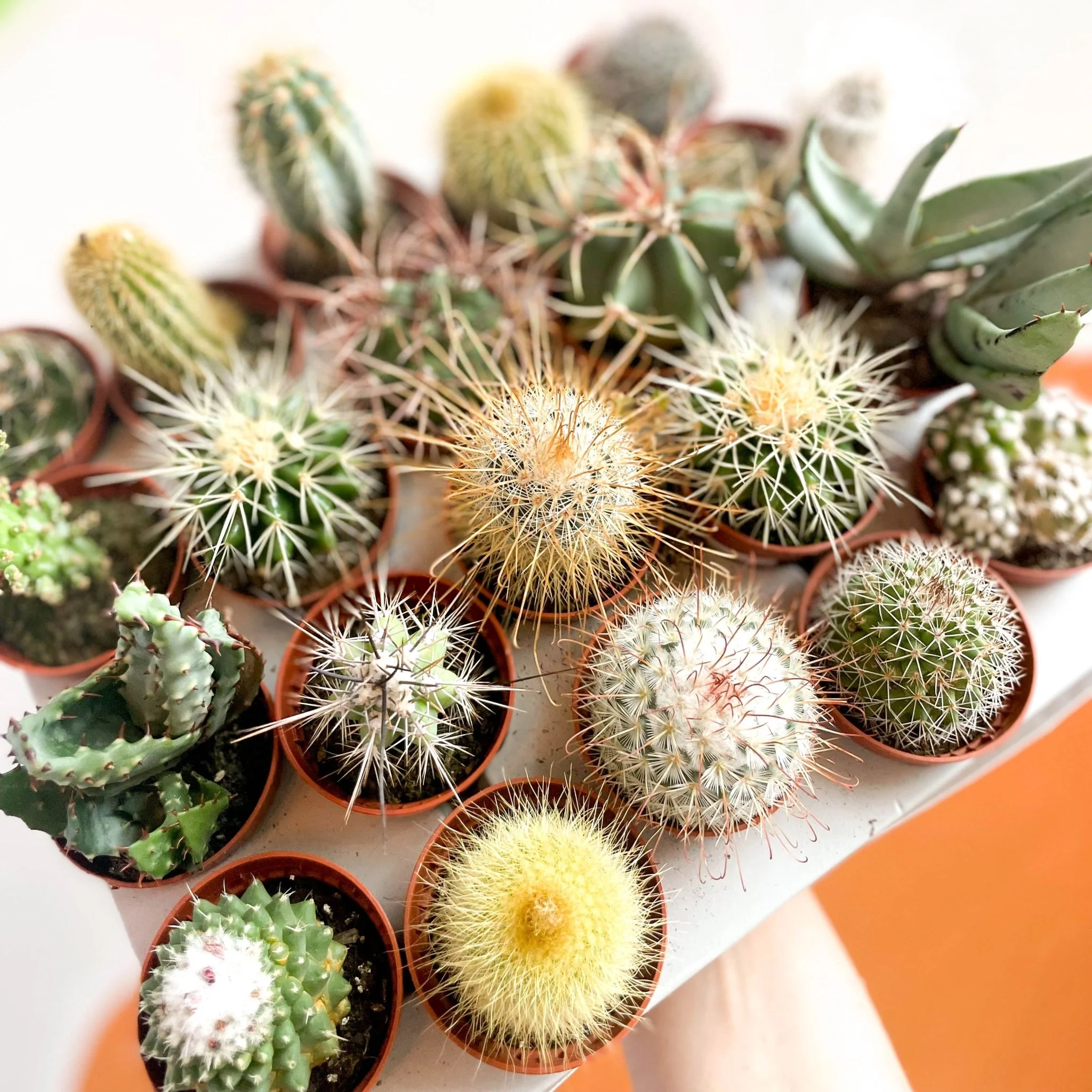 Mini Cactus Lucky Dip - Image 2