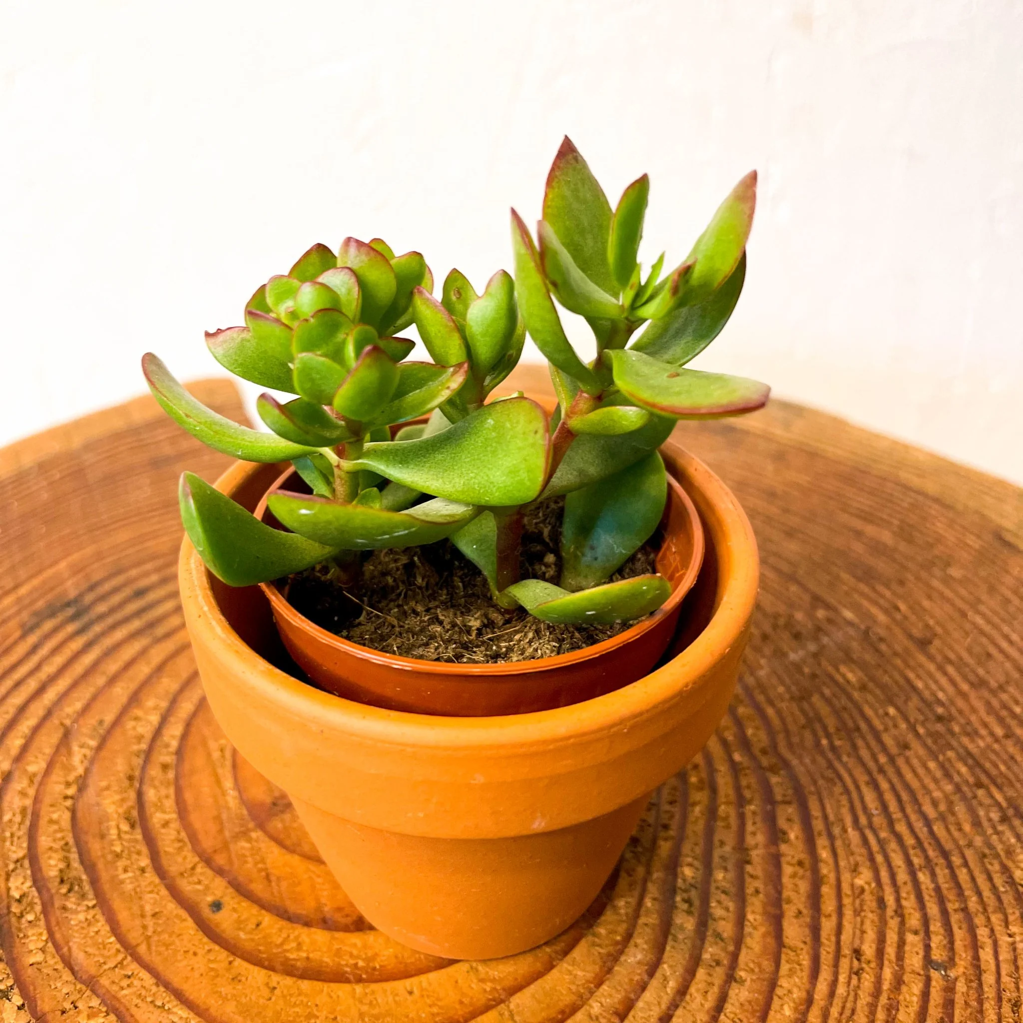 Mini Jade Plant - Crassula ovata