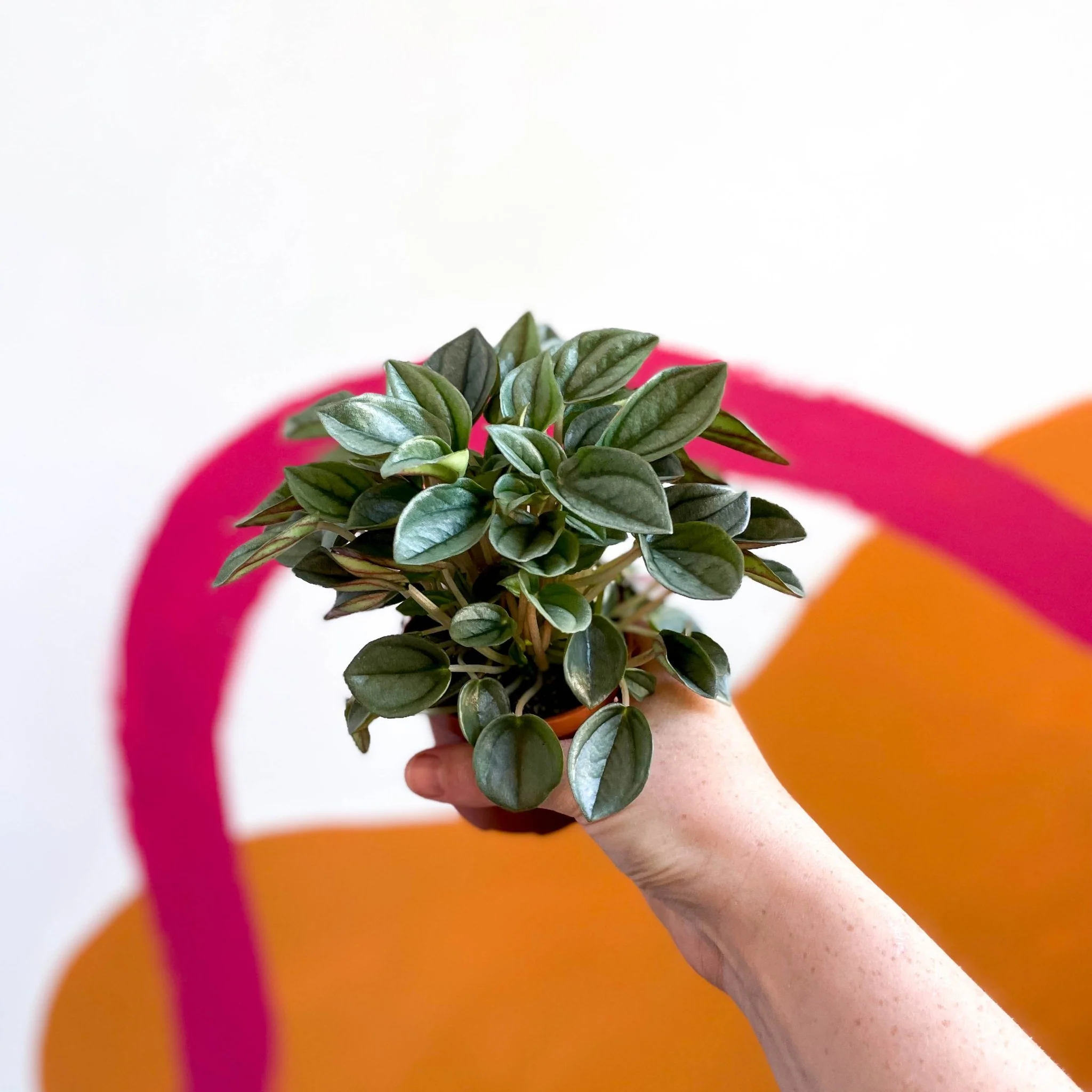 Peperomia caperata 'Napoli Nights' - Radiator Plant