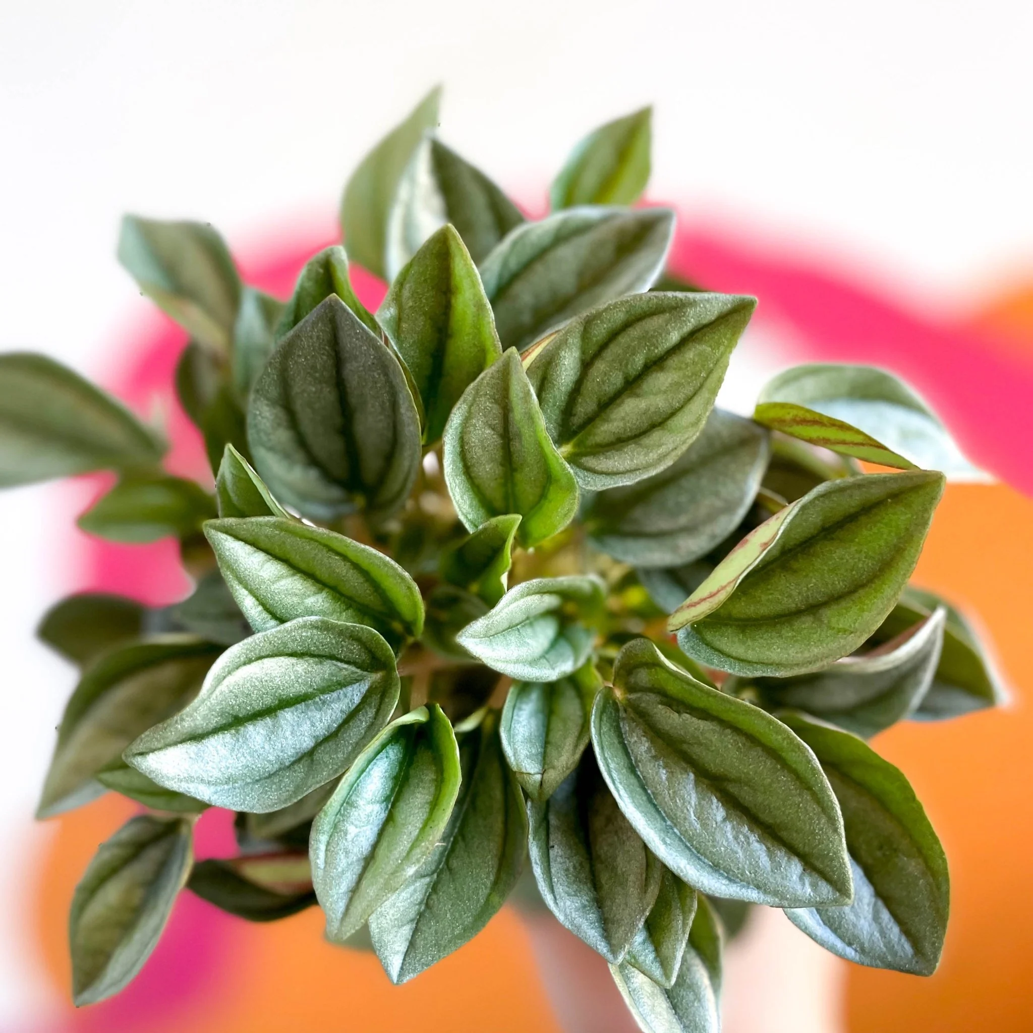 Peperomia caperata 'Napoli Nights' - Radiator Plant - Image 2