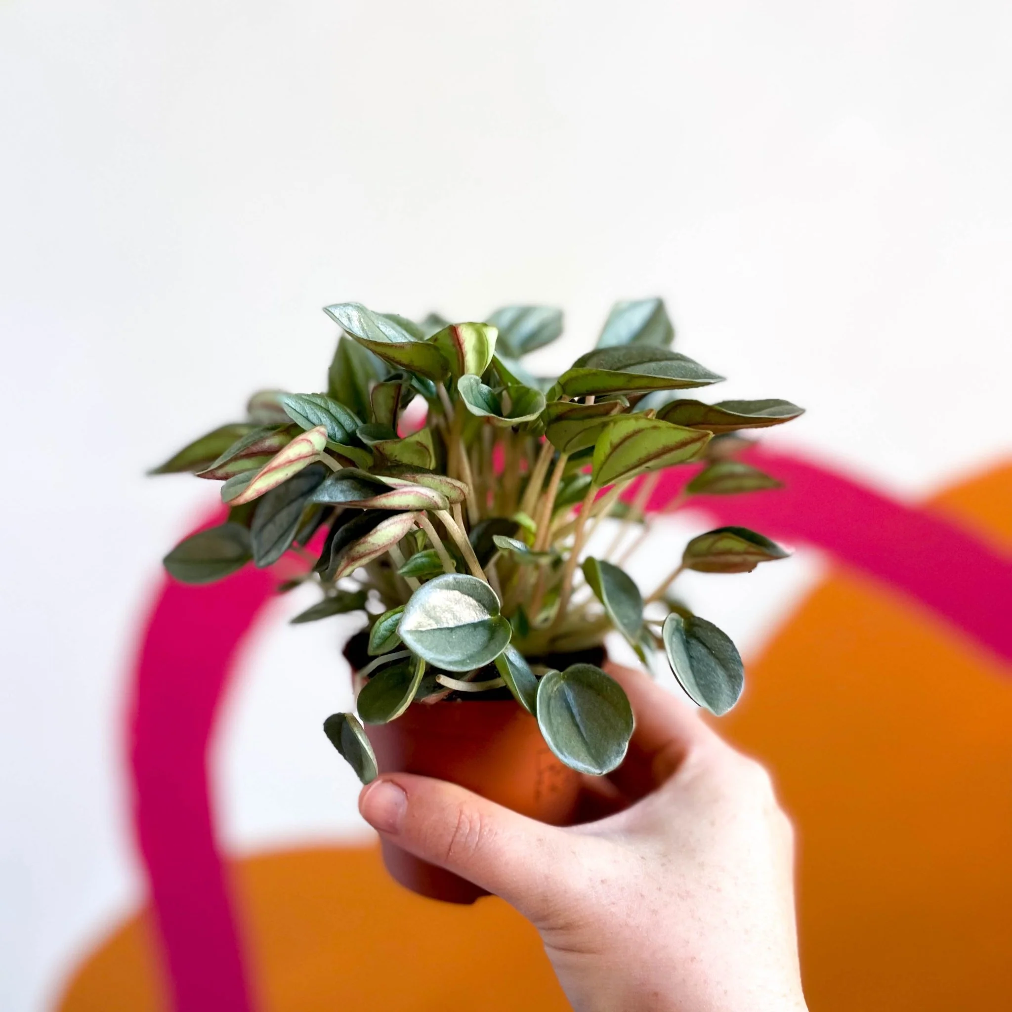 Peperomia caperata 'Napoli Nights' - Radiator Plant - Image 3