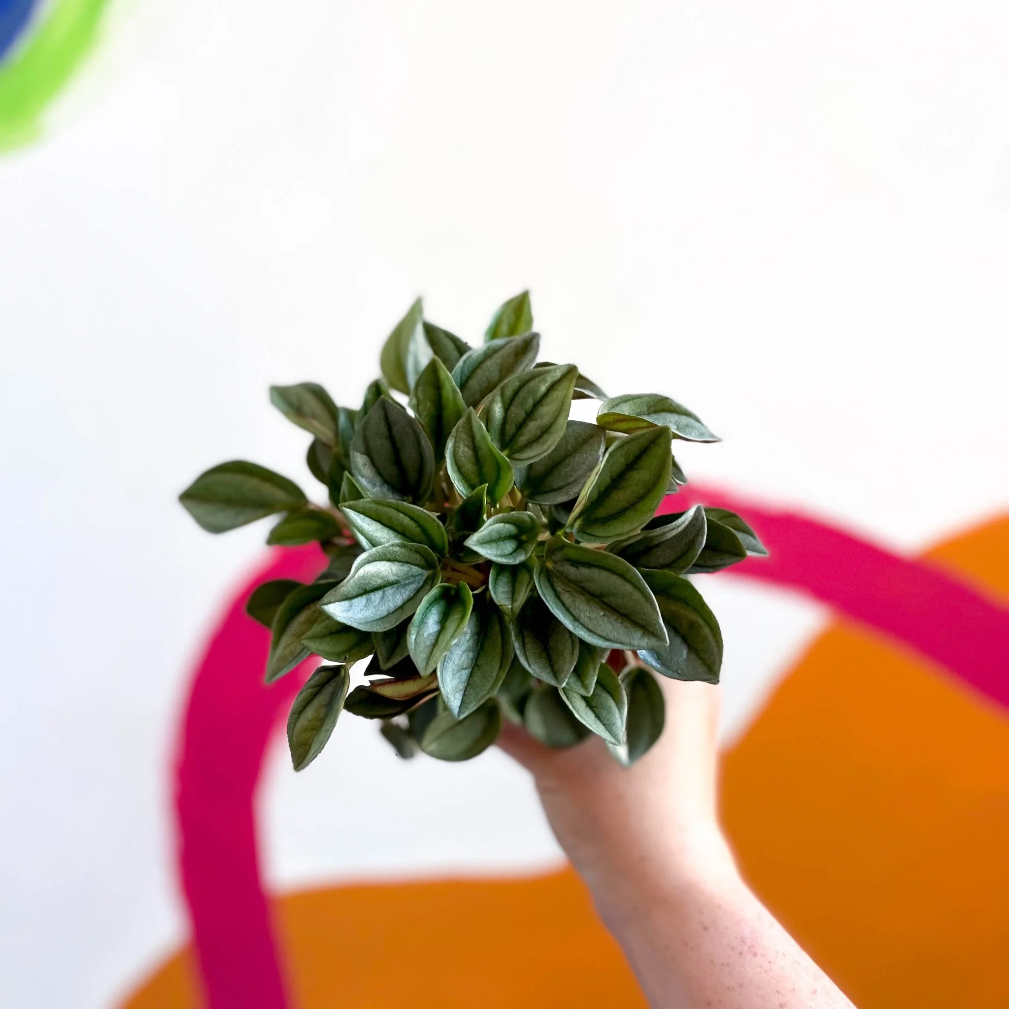 Peperomia caperata 'Napoli Nights' - Radiator Plant - Image 4