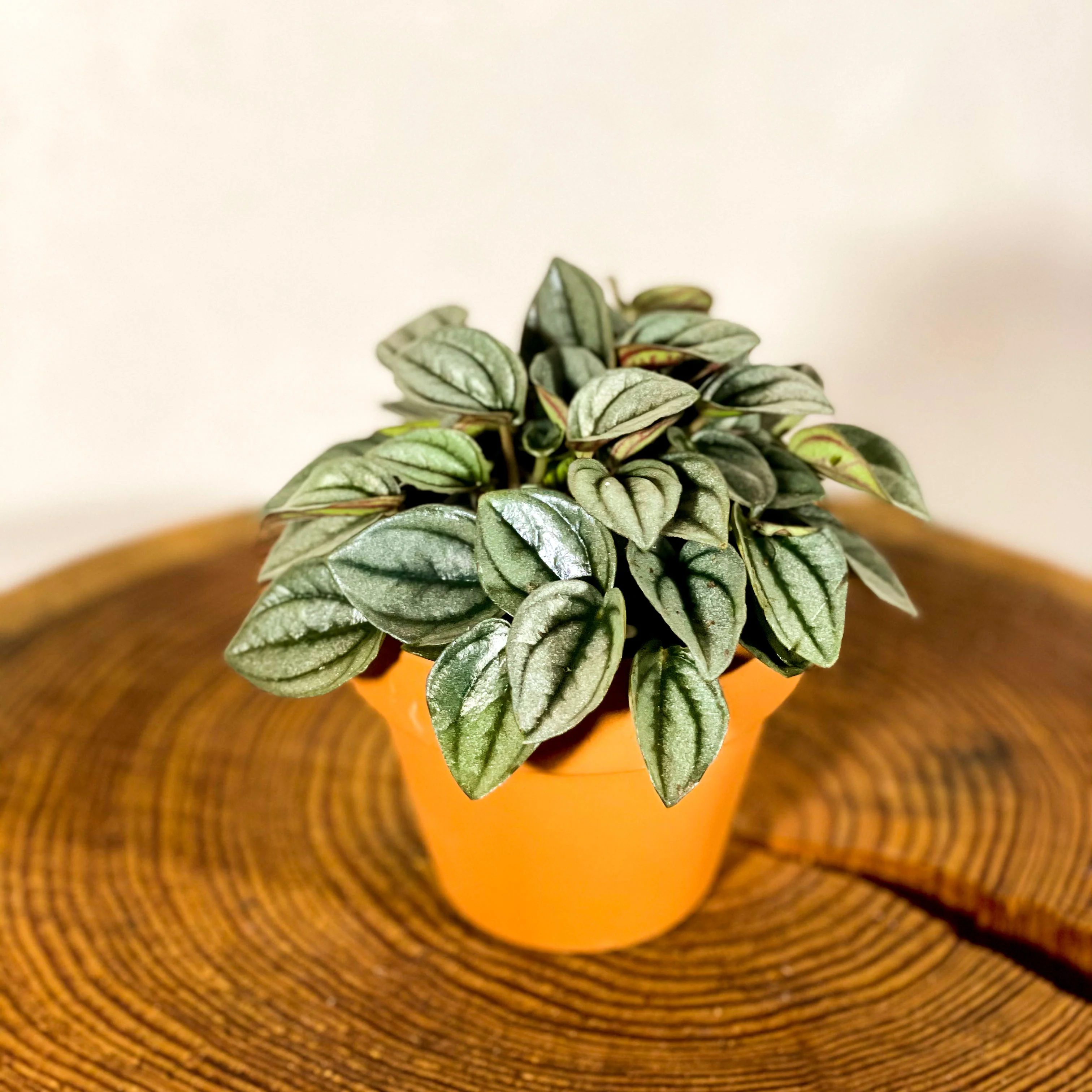Peperomia caperata 'Napoli Nights' - Radiator Plant - Image 5