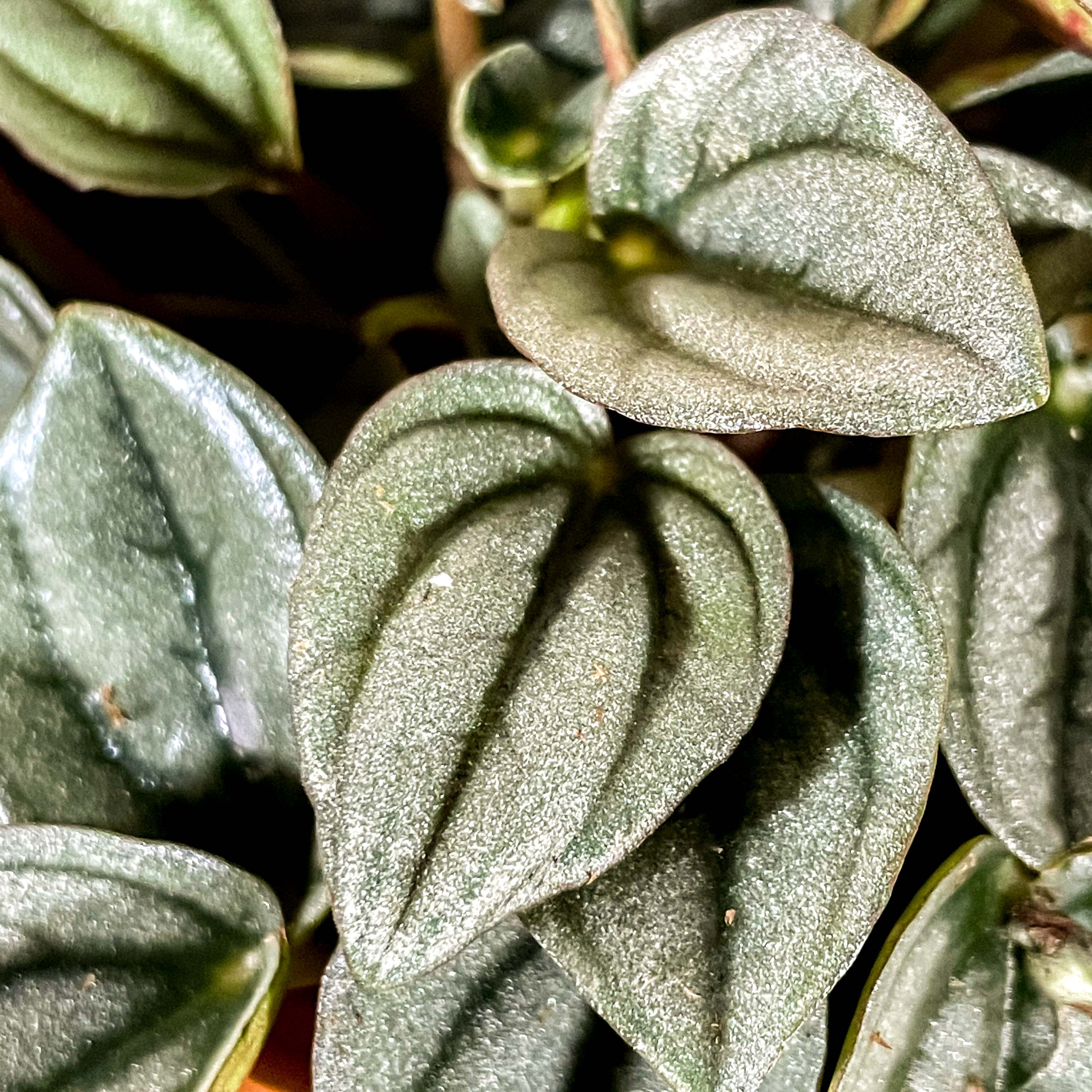 Peperomia caperata 'Napoli Nights' - Radiator Plant - Image 6
