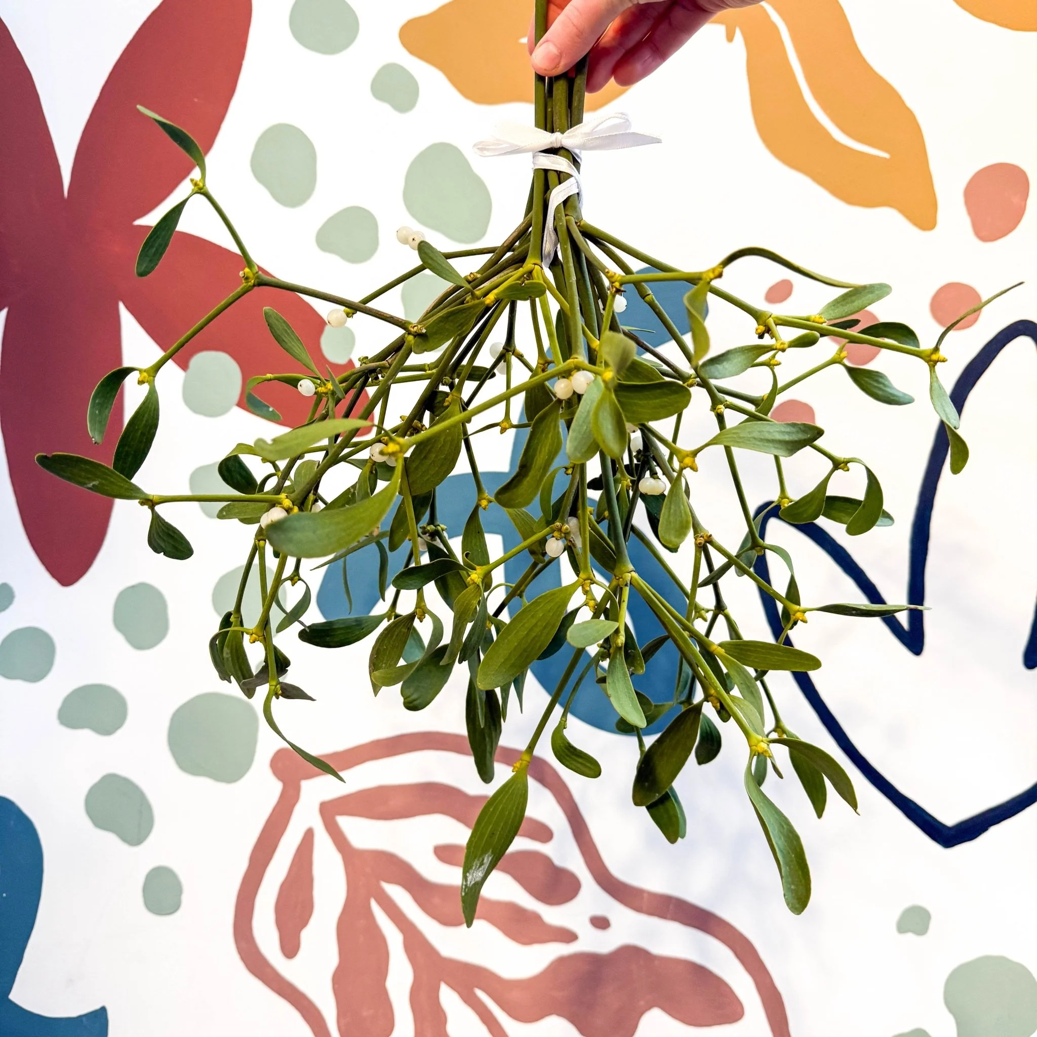 Mistletoe Bunch (Viscum album) Christmas Craft Wreath Florist Festive Decoration Fresh Foliage - Image 3