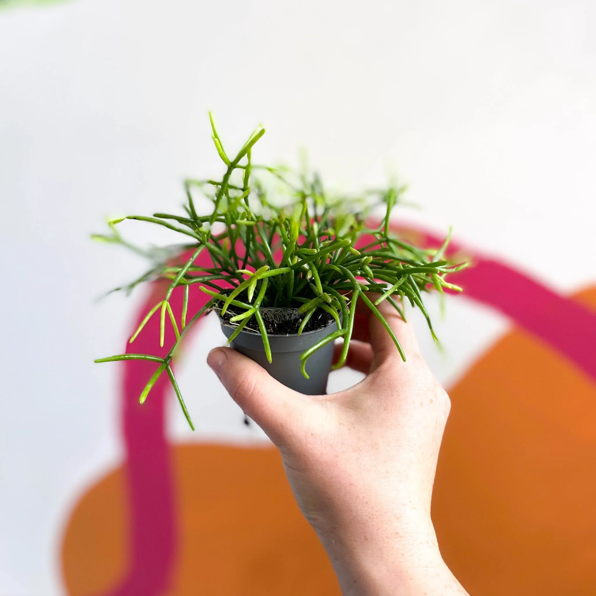 Mistletoe Cactus - Rhipsalis clavata - Image 3
