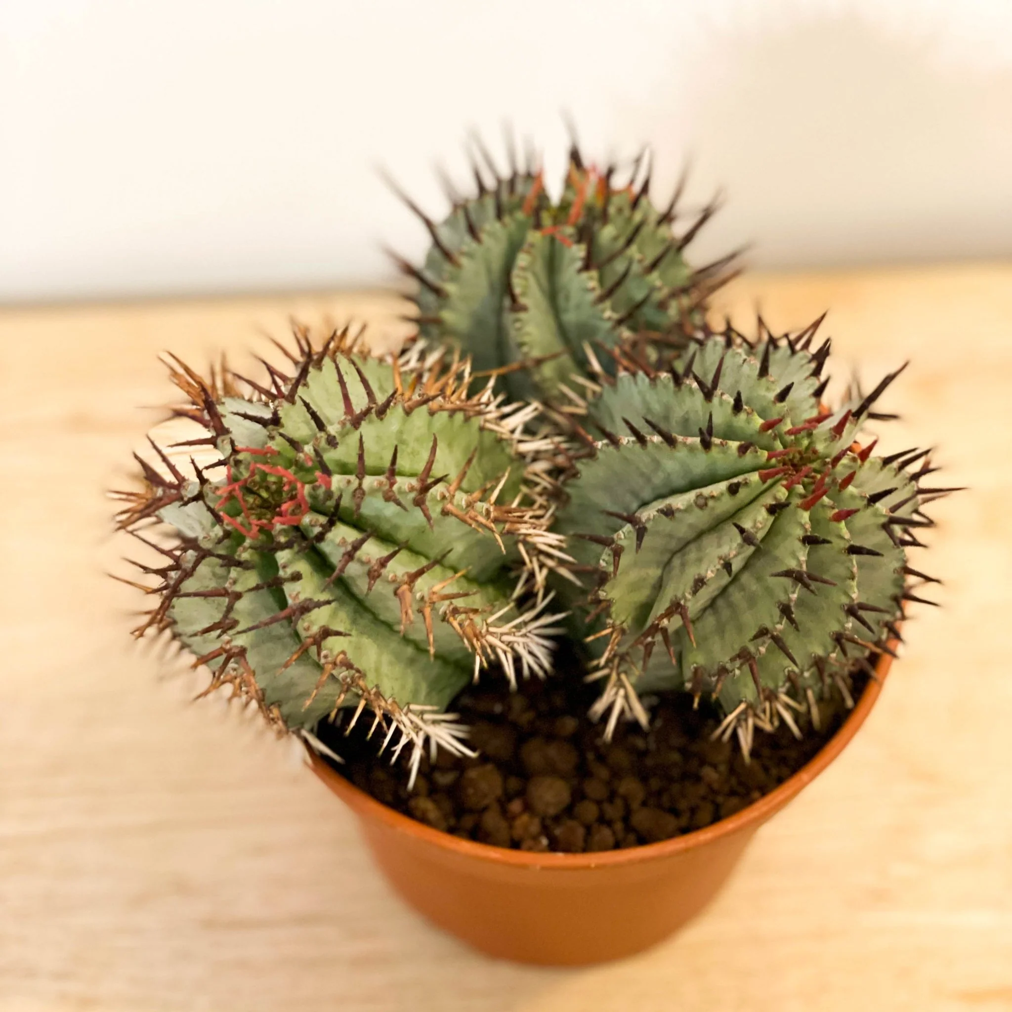 Mixed Large Cacti