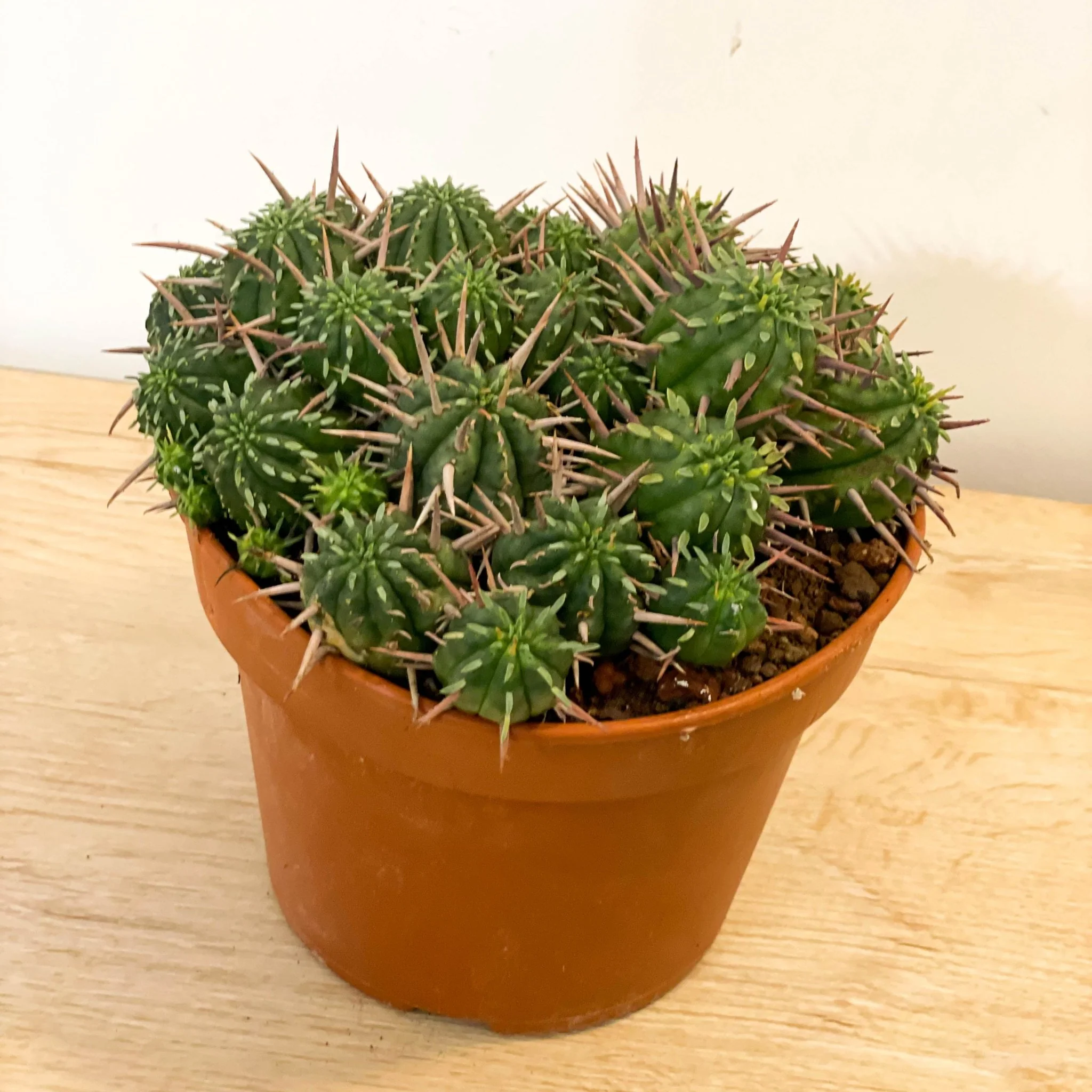 Mixed Large Cacti - Image 2