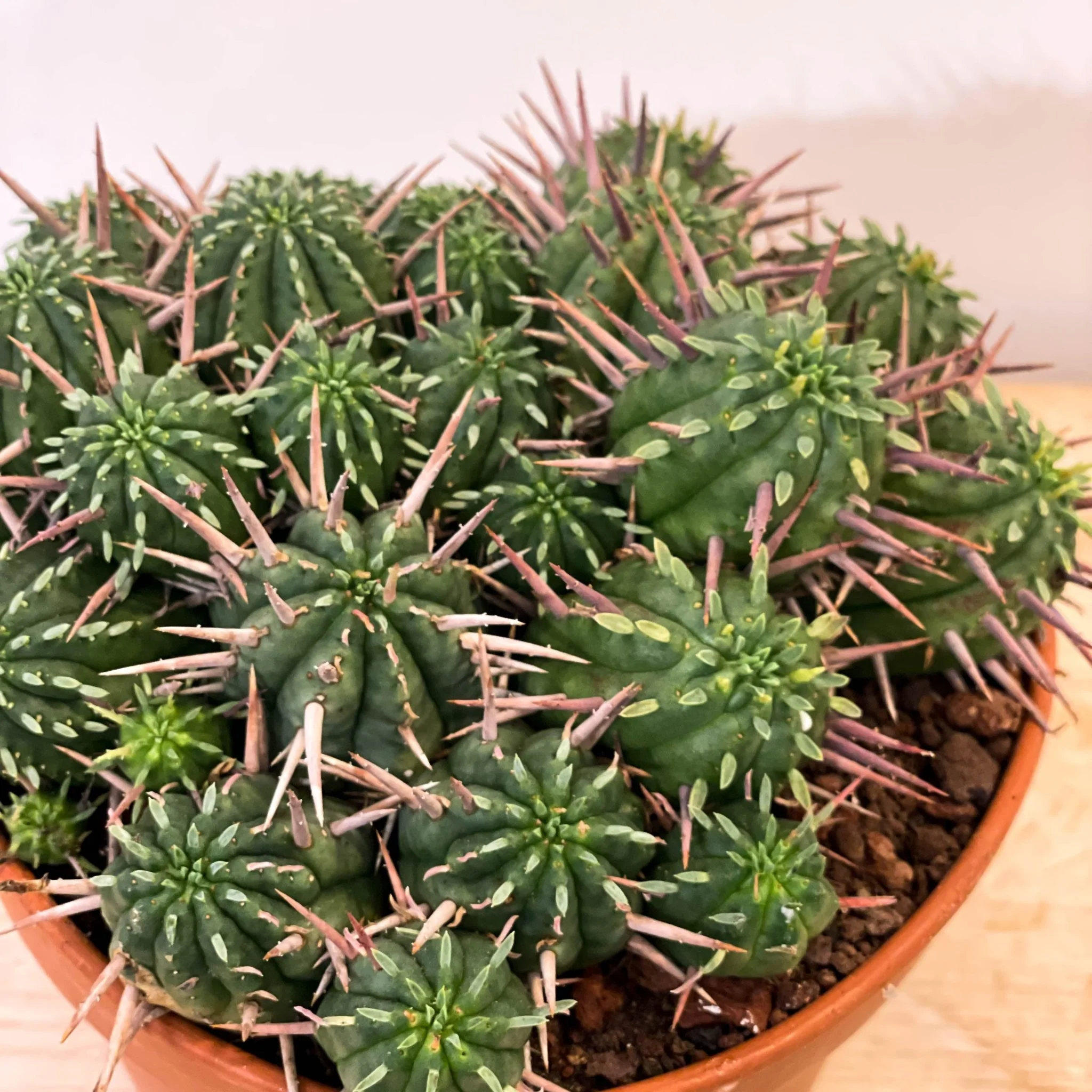 Mixed Large Cacti - Image 3