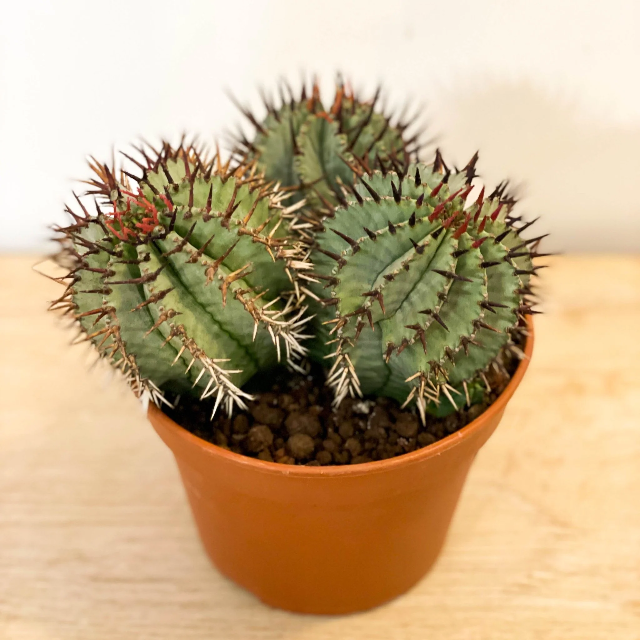Mixed Large Cacti - Image 4