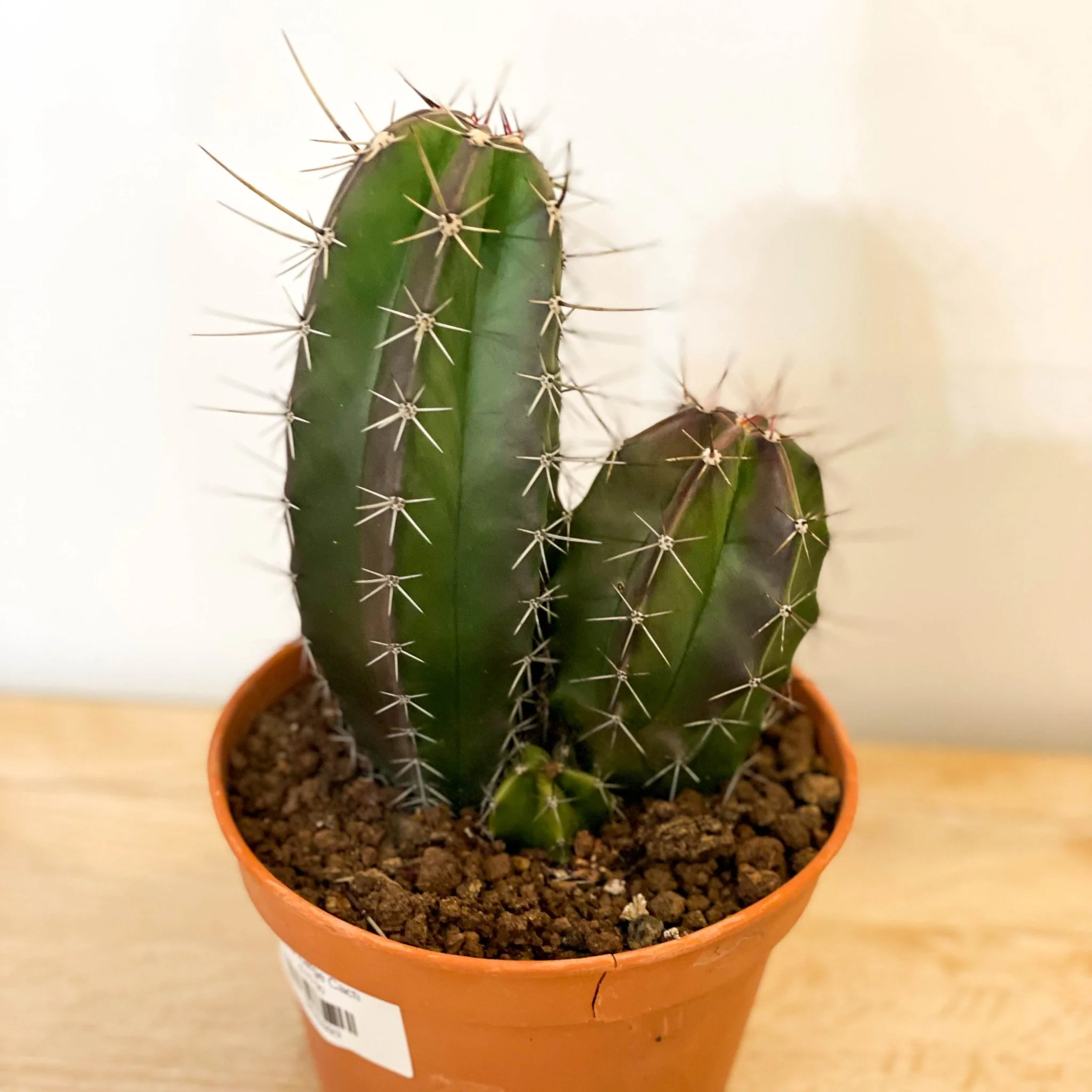 Mixed Large Cacti - Image 5
