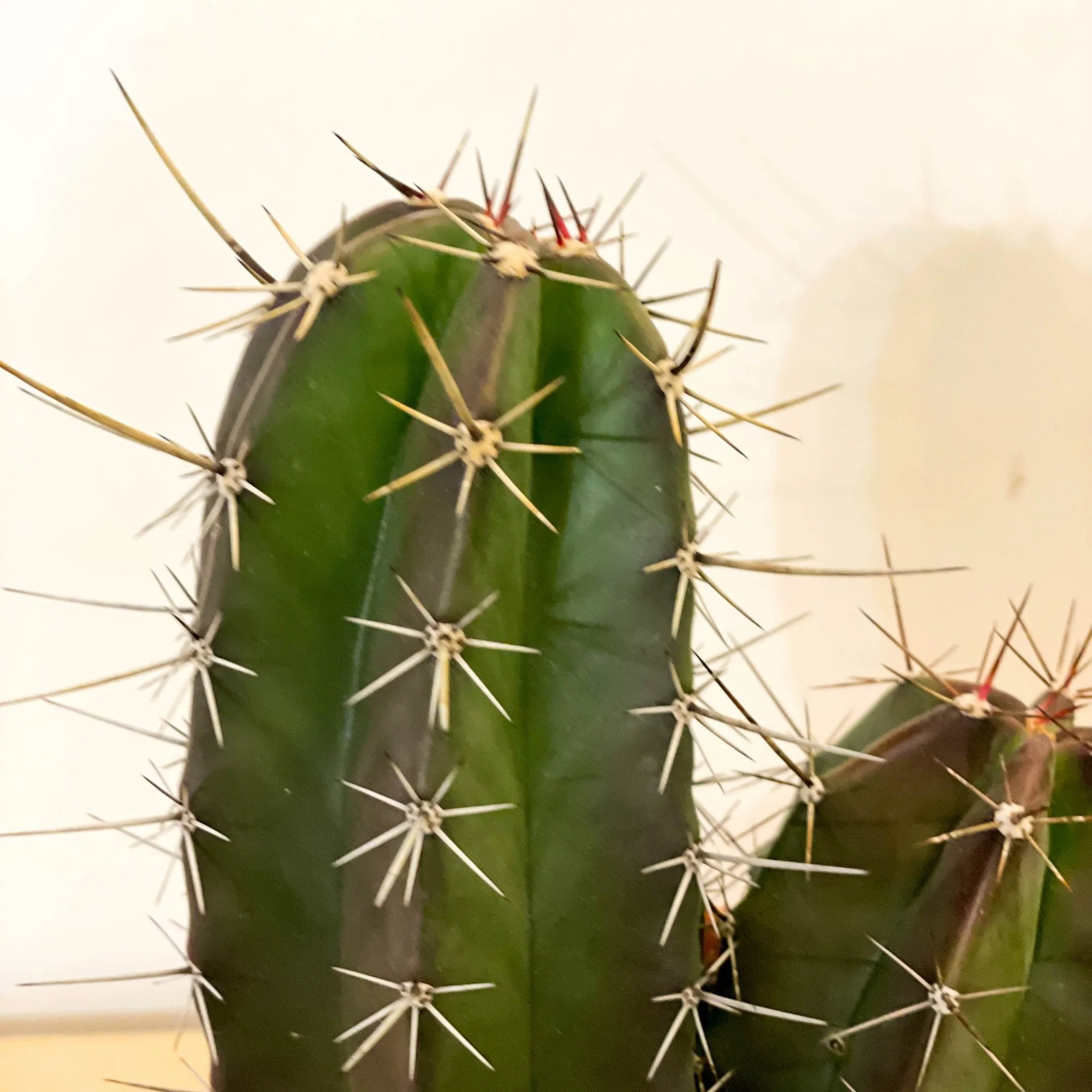 Mixed Large Cacti - Image 6