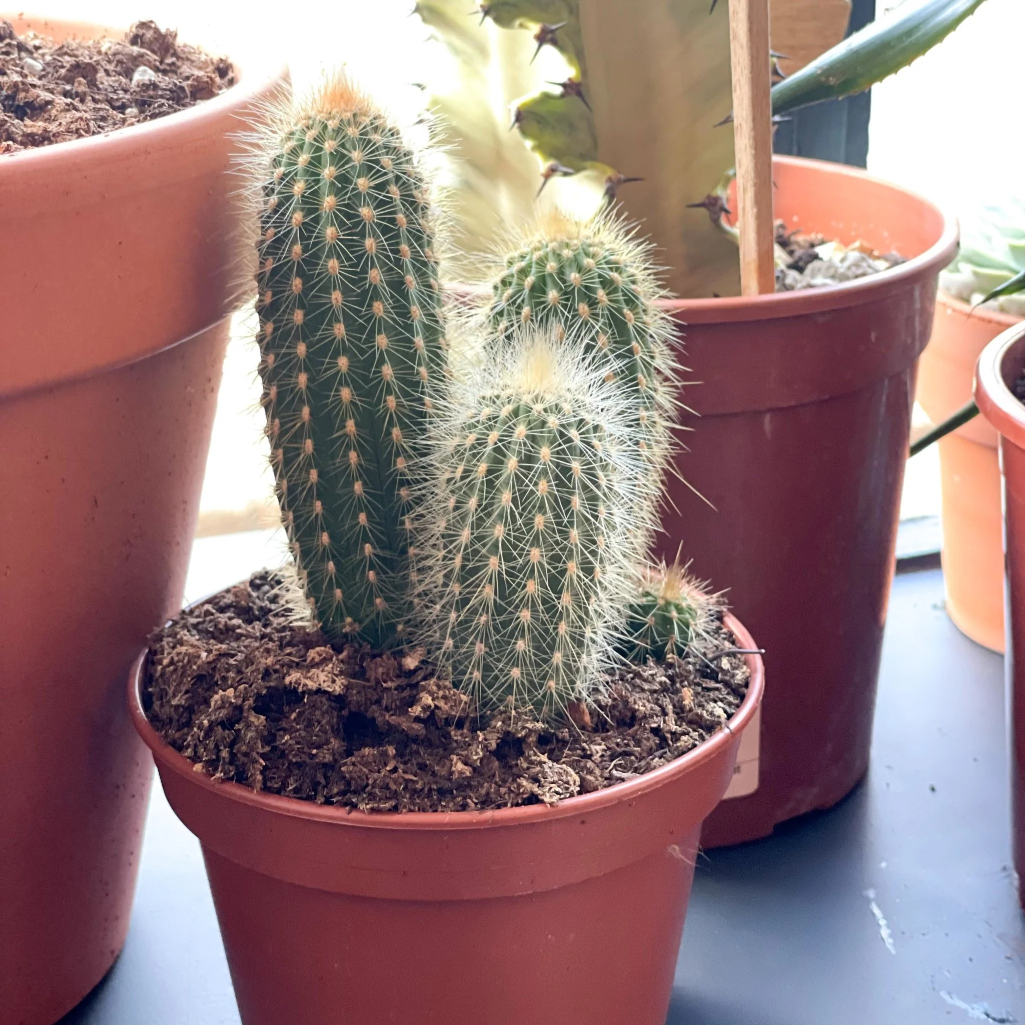 Mixed Large Cacti - Image 7
