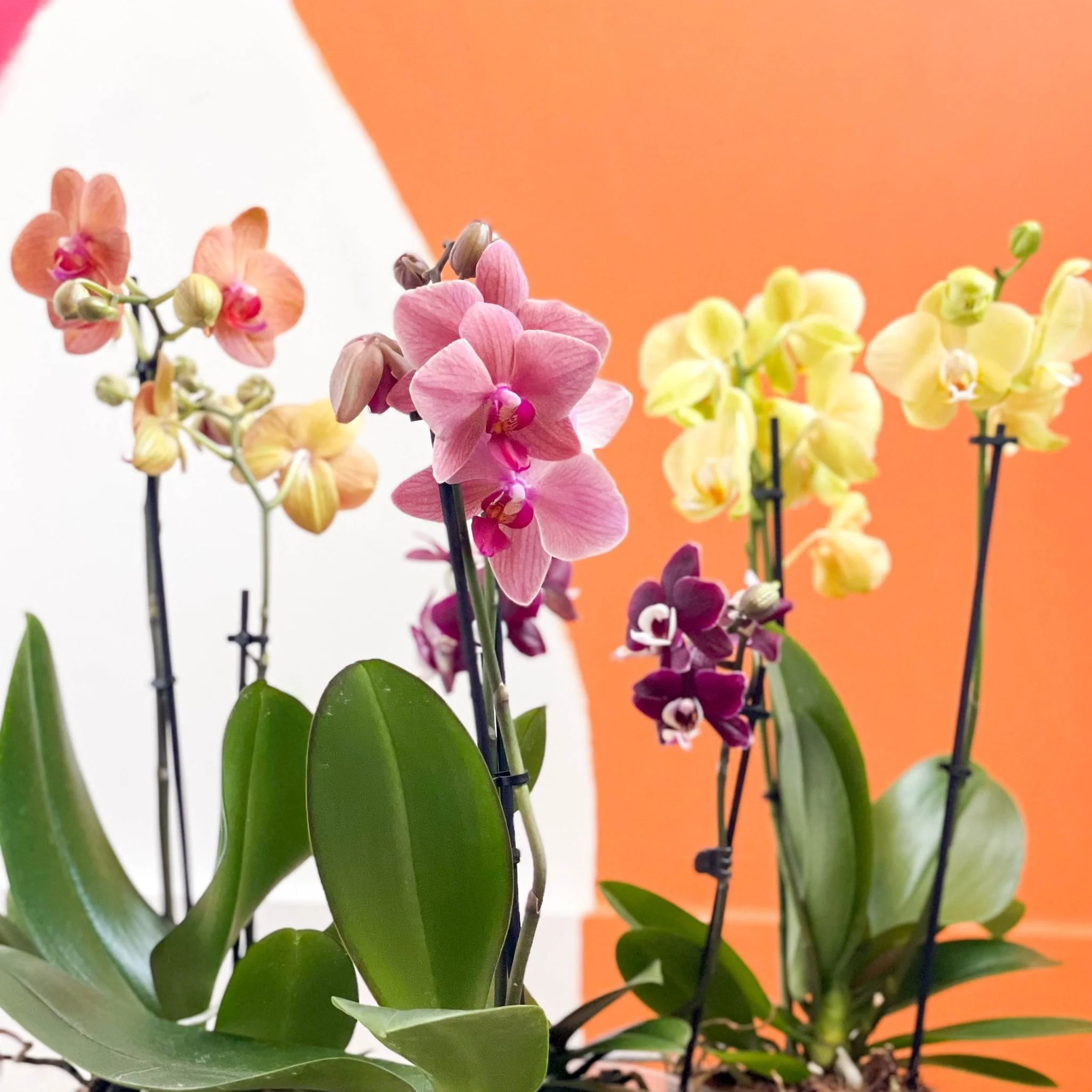 Moth Orchid - Phalaenopsis - Image 3