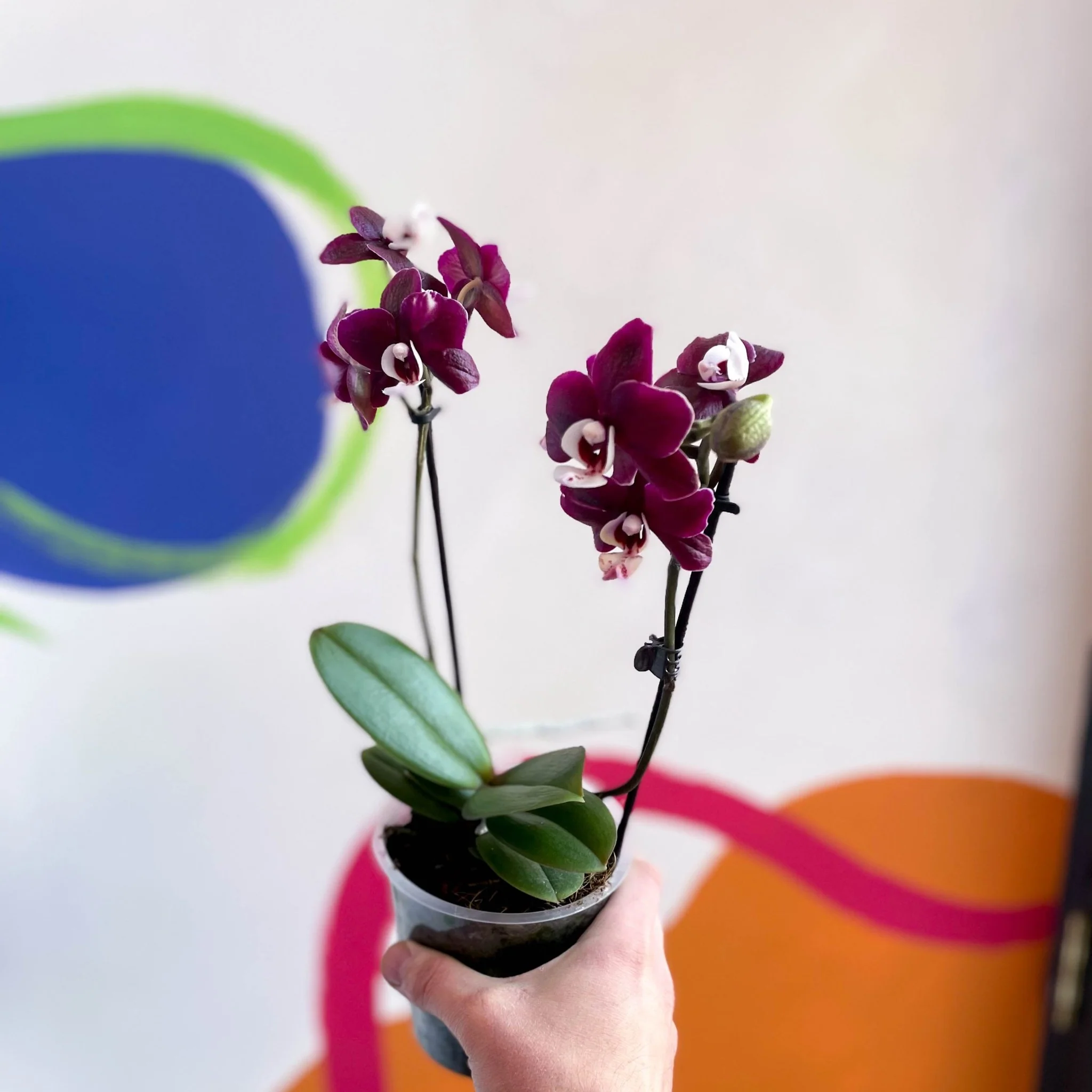 Moth Orchid - Phalaenopsis - Image 4