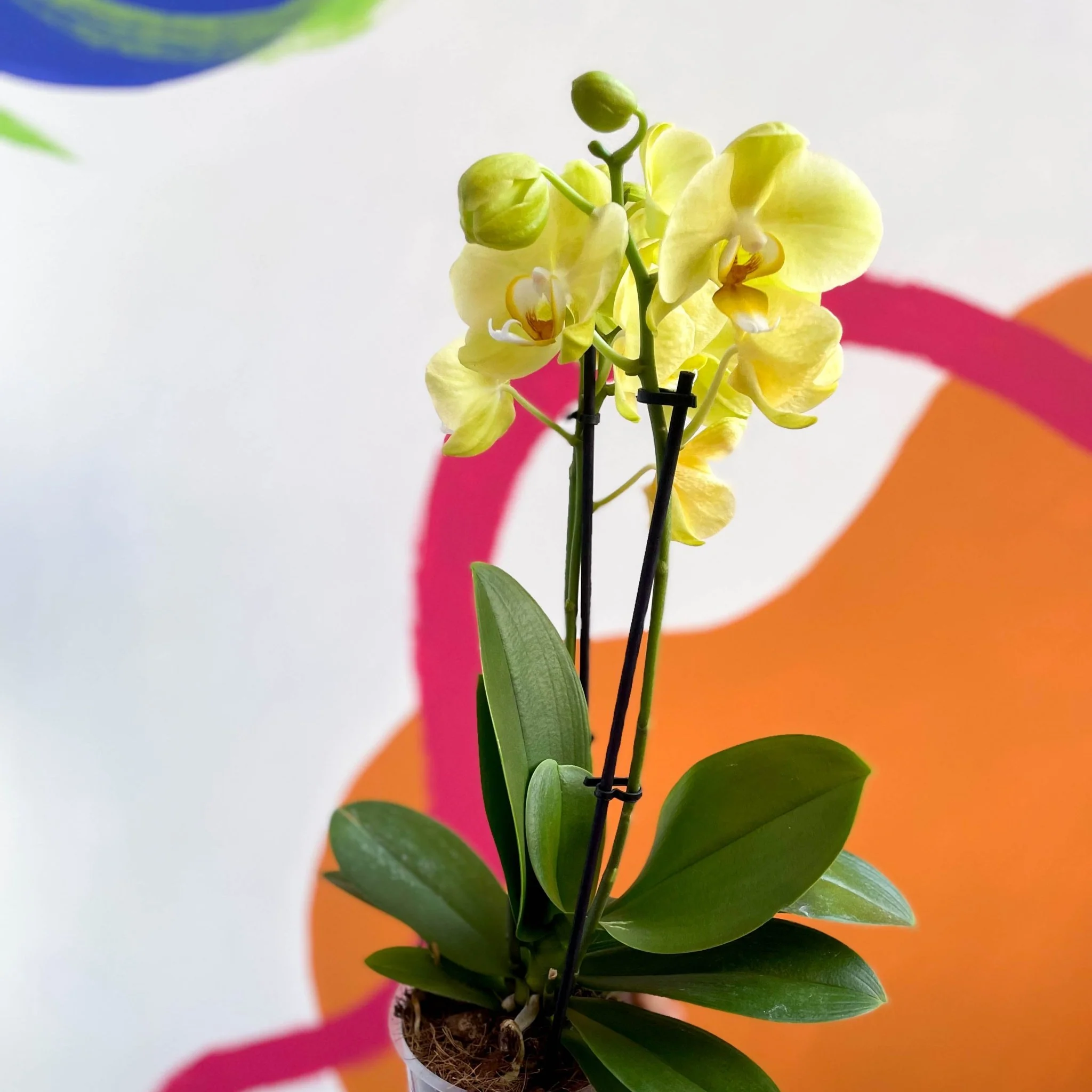 Moth Orchid - Phalaenopsis - Image 5