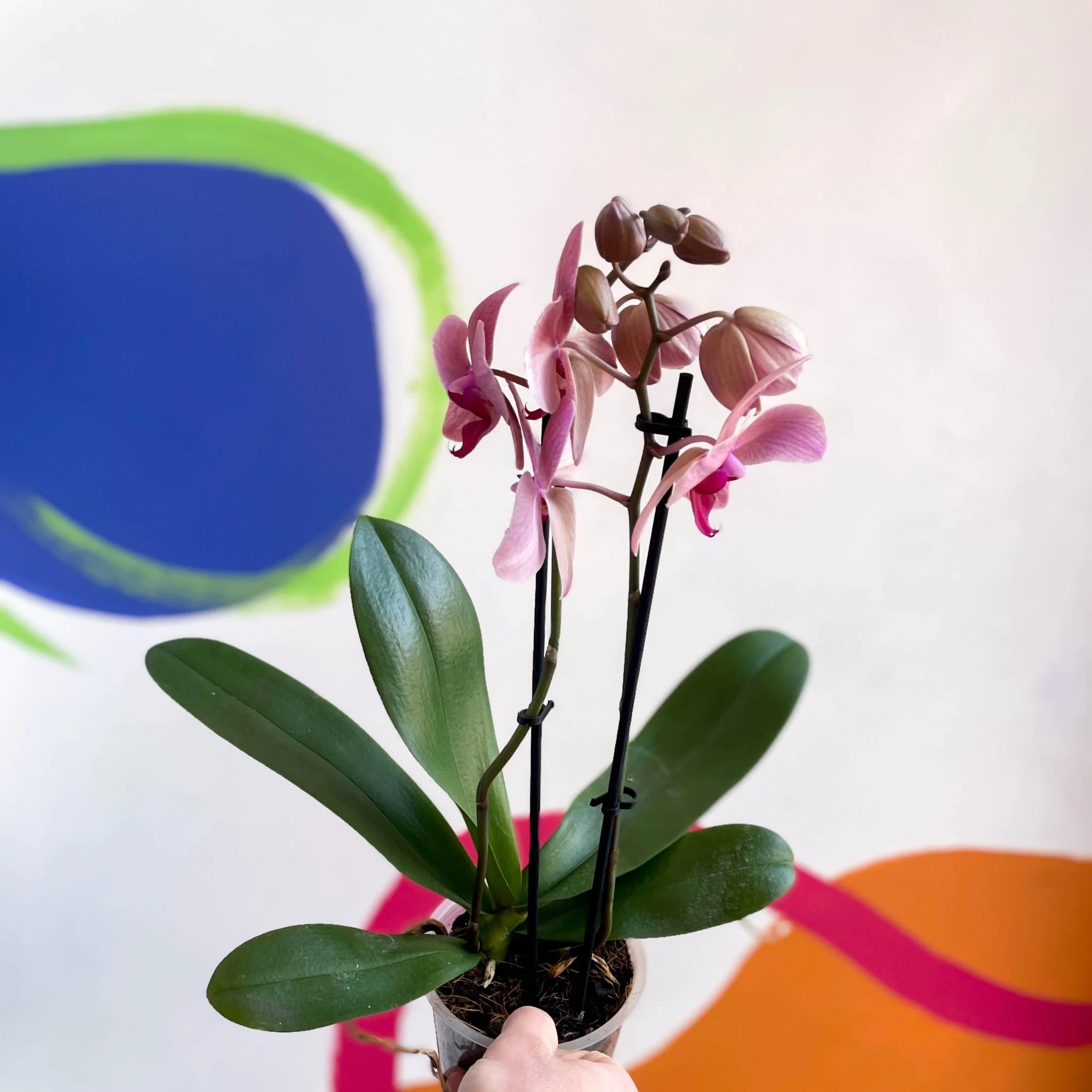 Moth Orchid - Phalaenopsis - Image 6