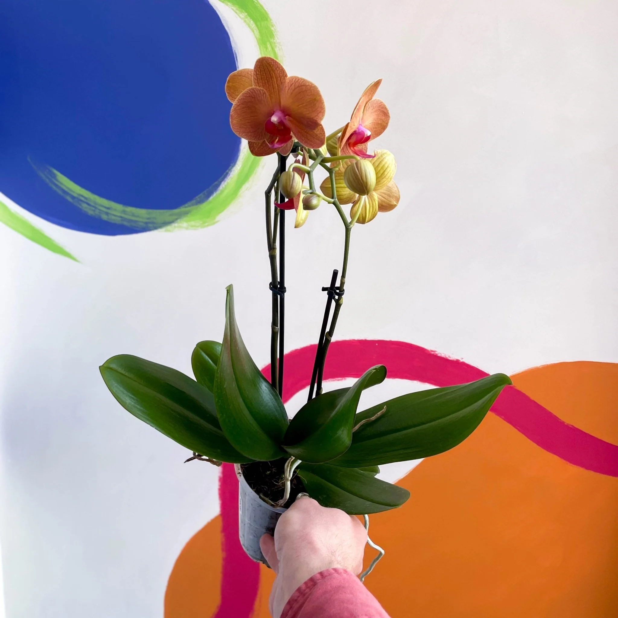 Moth Orchid - Phalaenopsis - Image 7
