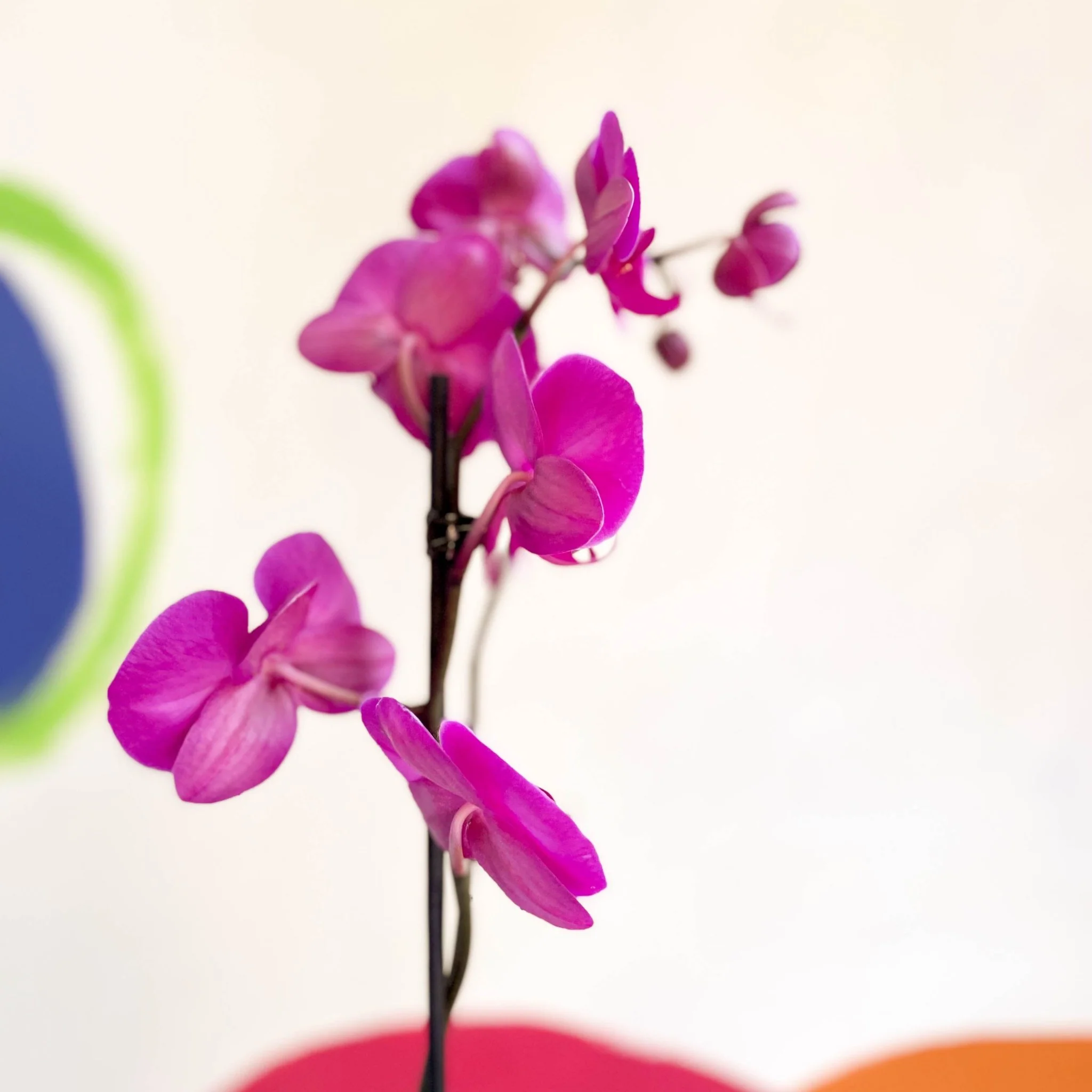 Moth Orchid - Phalaenopsis - Image 8