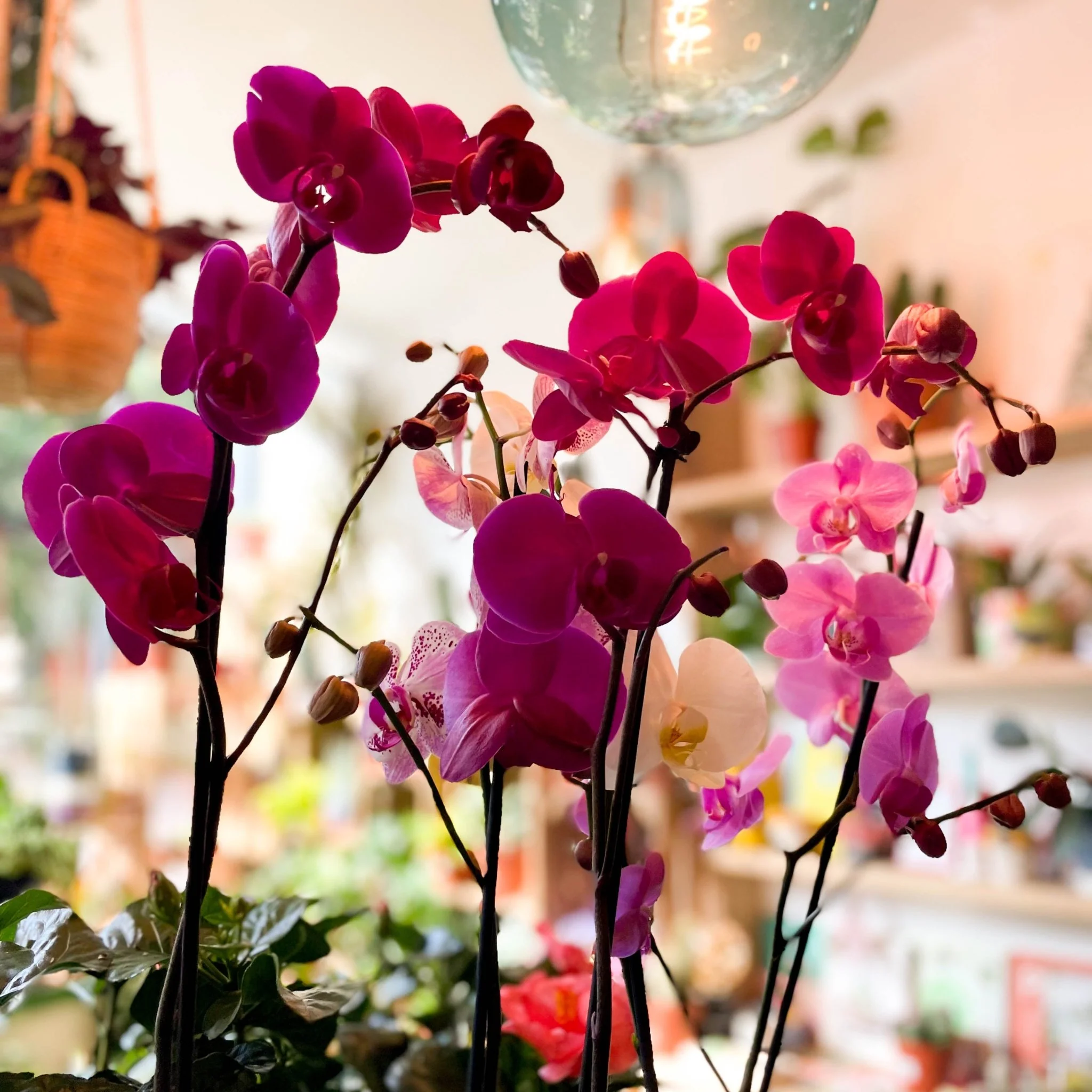 Moth Orchid - Phalaenopsis - Image 9