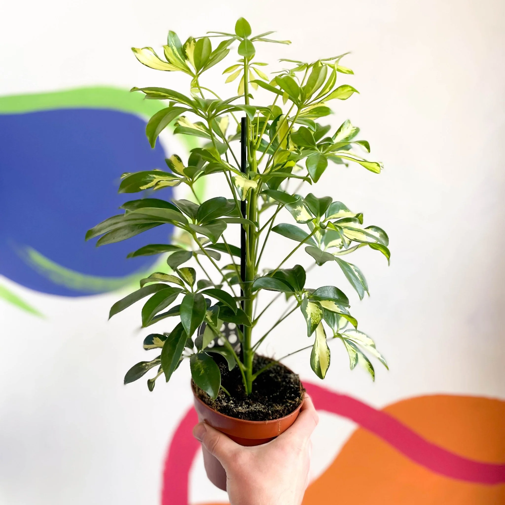 Schefflera 'Gerda' - Umbrella Plant