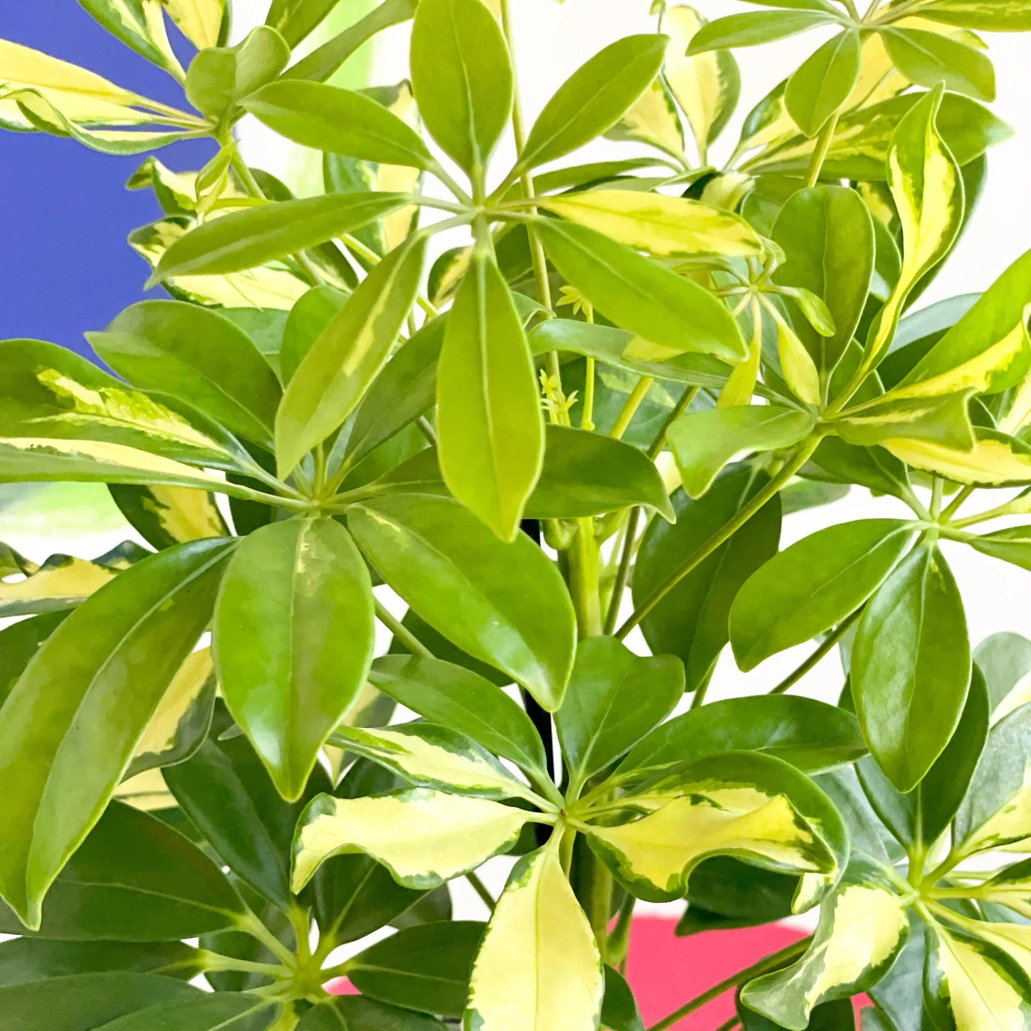 Schefflera 'Gerda' - Umbrella Plant - Image 2