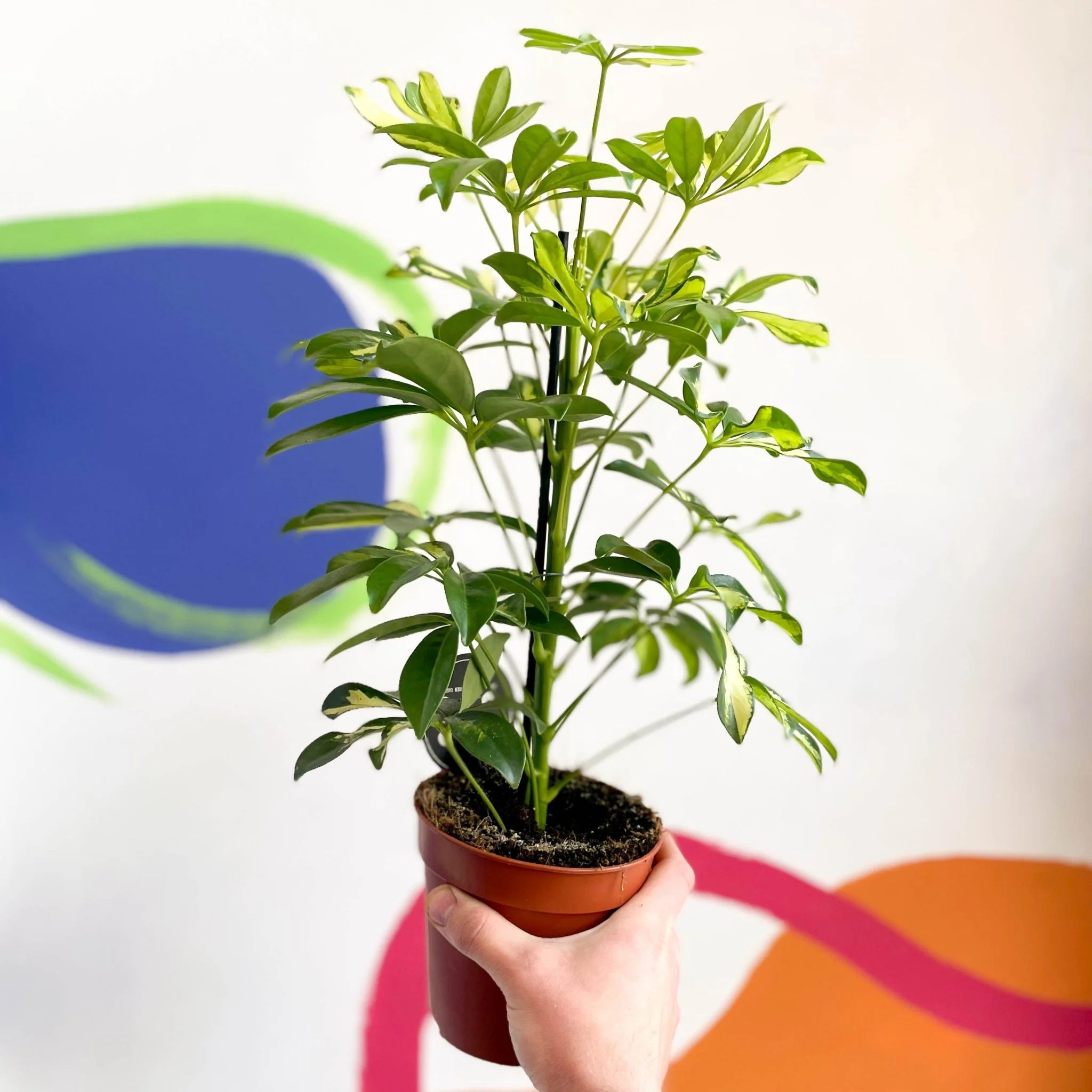 Schefflera 'Gerda' - Umbrella Plant - Image 3