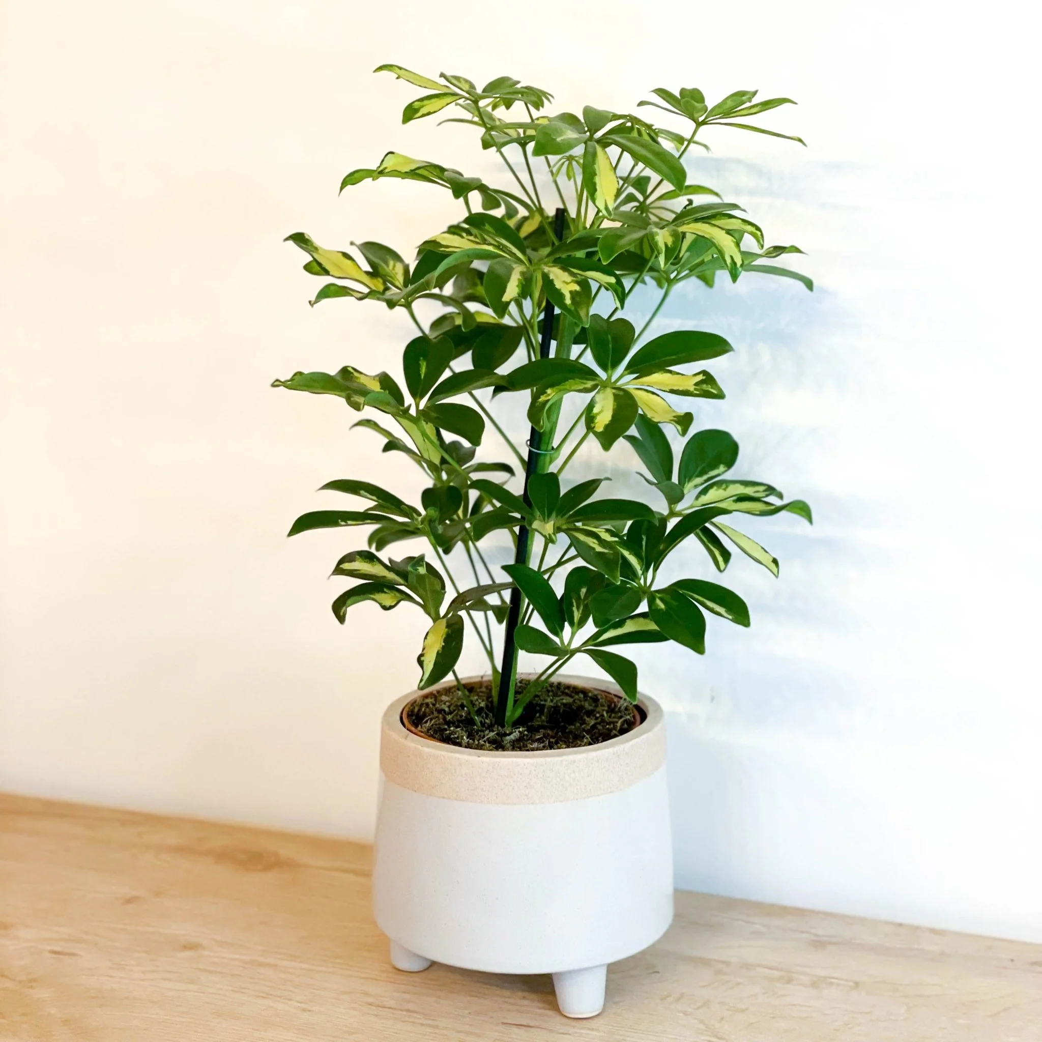 Schefflera 'Gerda' - Umbrella Plant - Image 4