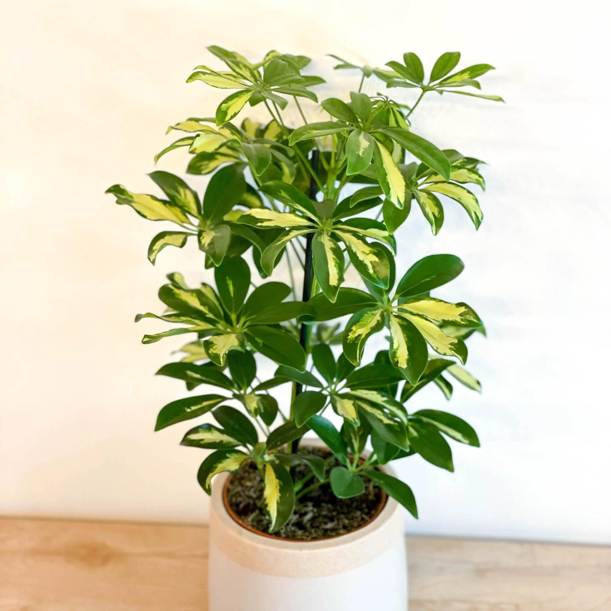 Schefflera 'Gerda' - Umbrella Plant - Image 5