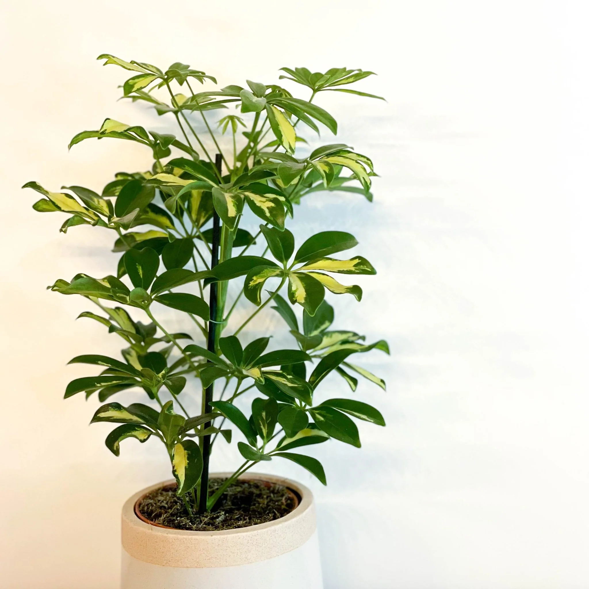 Schefflera 'Gerda' - Umbrella Plant - Image 6