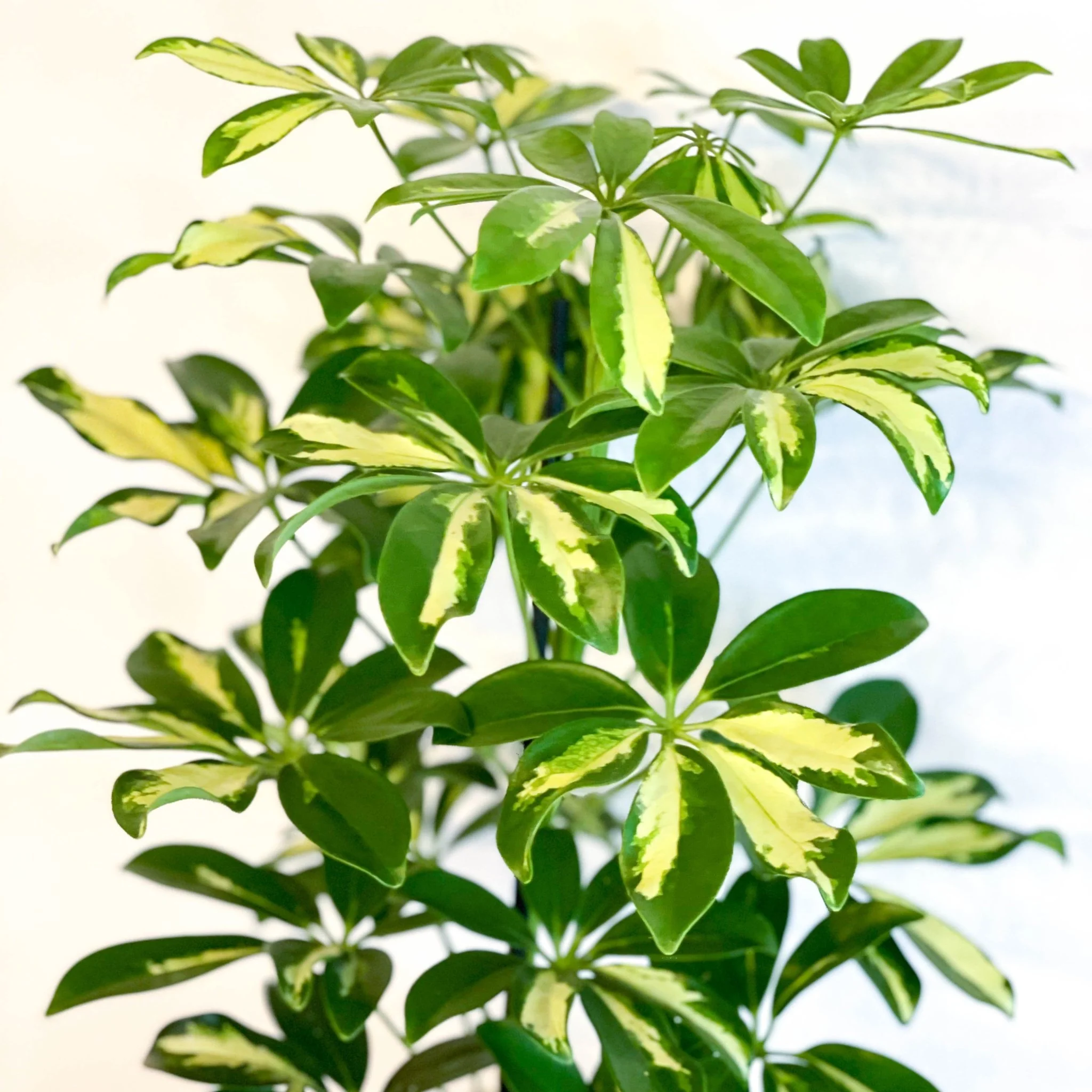 Schefflera 'Gerda' - Umbrella Plant - Image 7