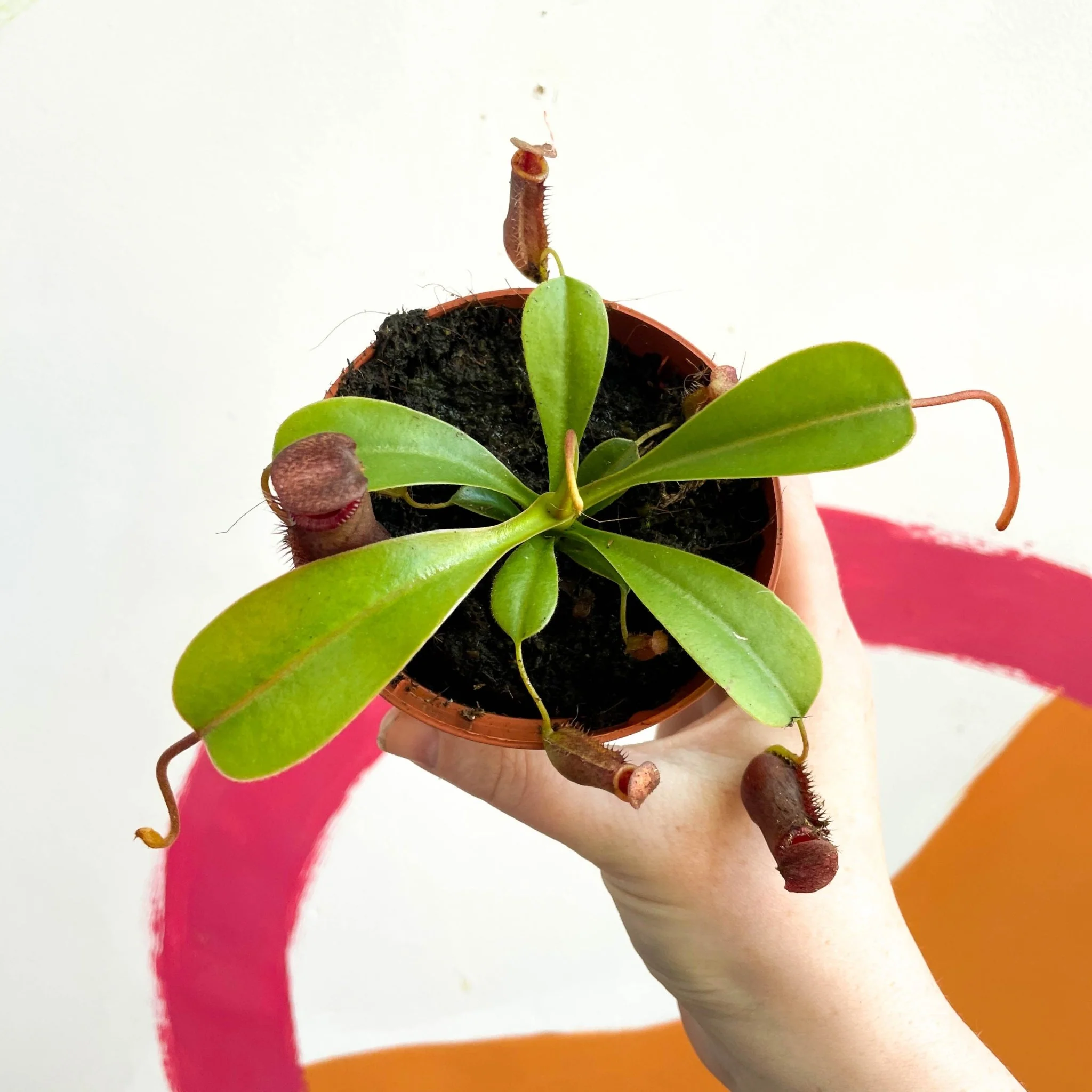 Nepenthes lowii x ventricosa - Monkey Jars