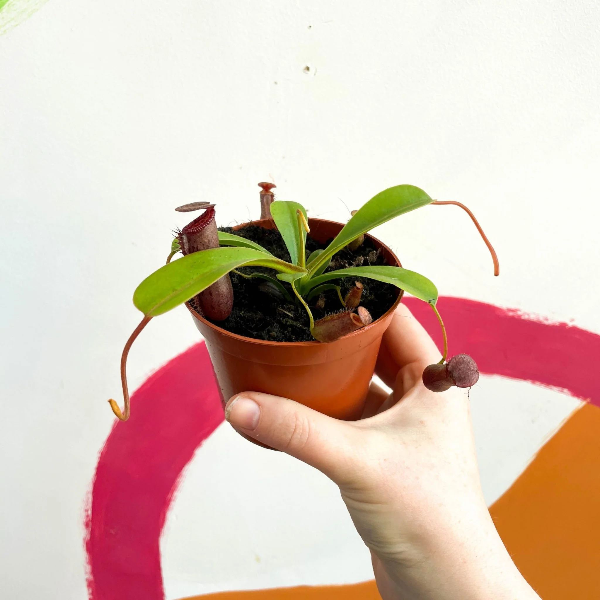 Nepenthes lowii x ventricosa - Monkey Jars - Image 2