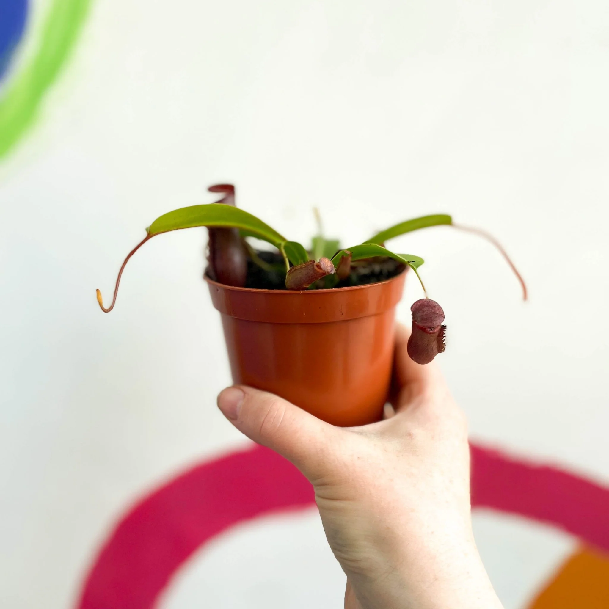 Nepenthes lowii x ventricosa - Monkey Jars - Image 3