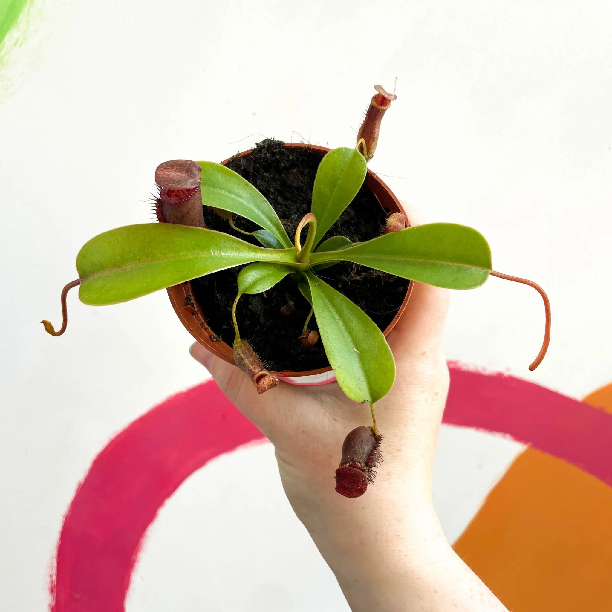 Nepenthes lowii x ventricosa - Monkey Jars - Image 4
