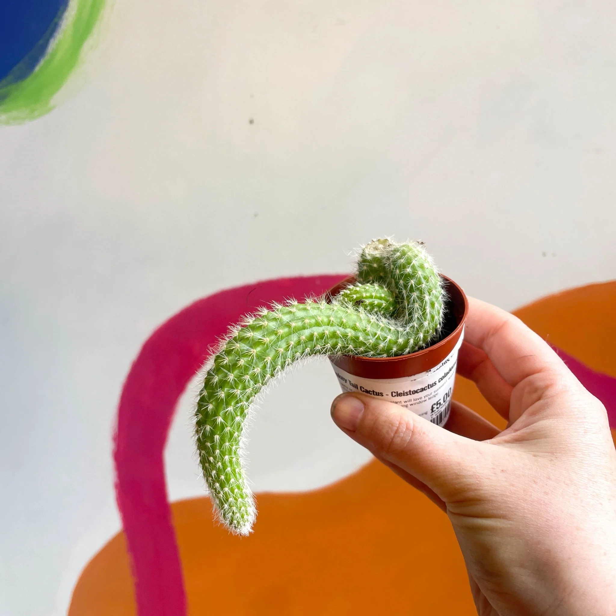 Monkey Tail Cactus - Cleistocactus colademononis - Image 5