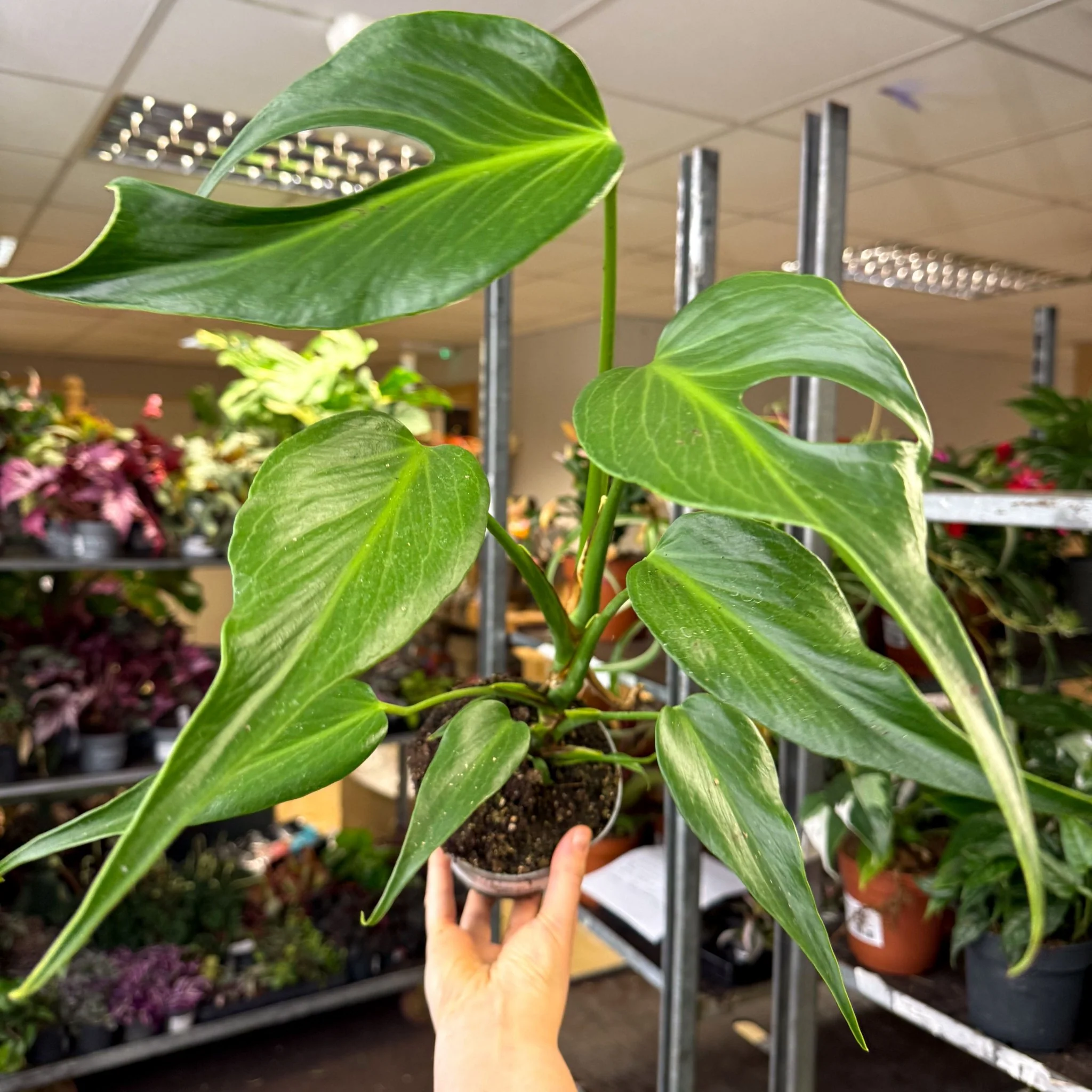 Monstera 'Burle Marx Flame'