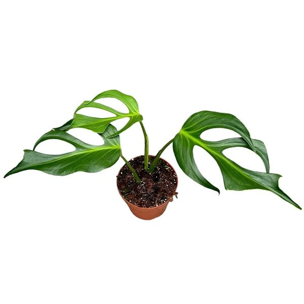 Monstera 'Burle Marx Flame' - Image 2