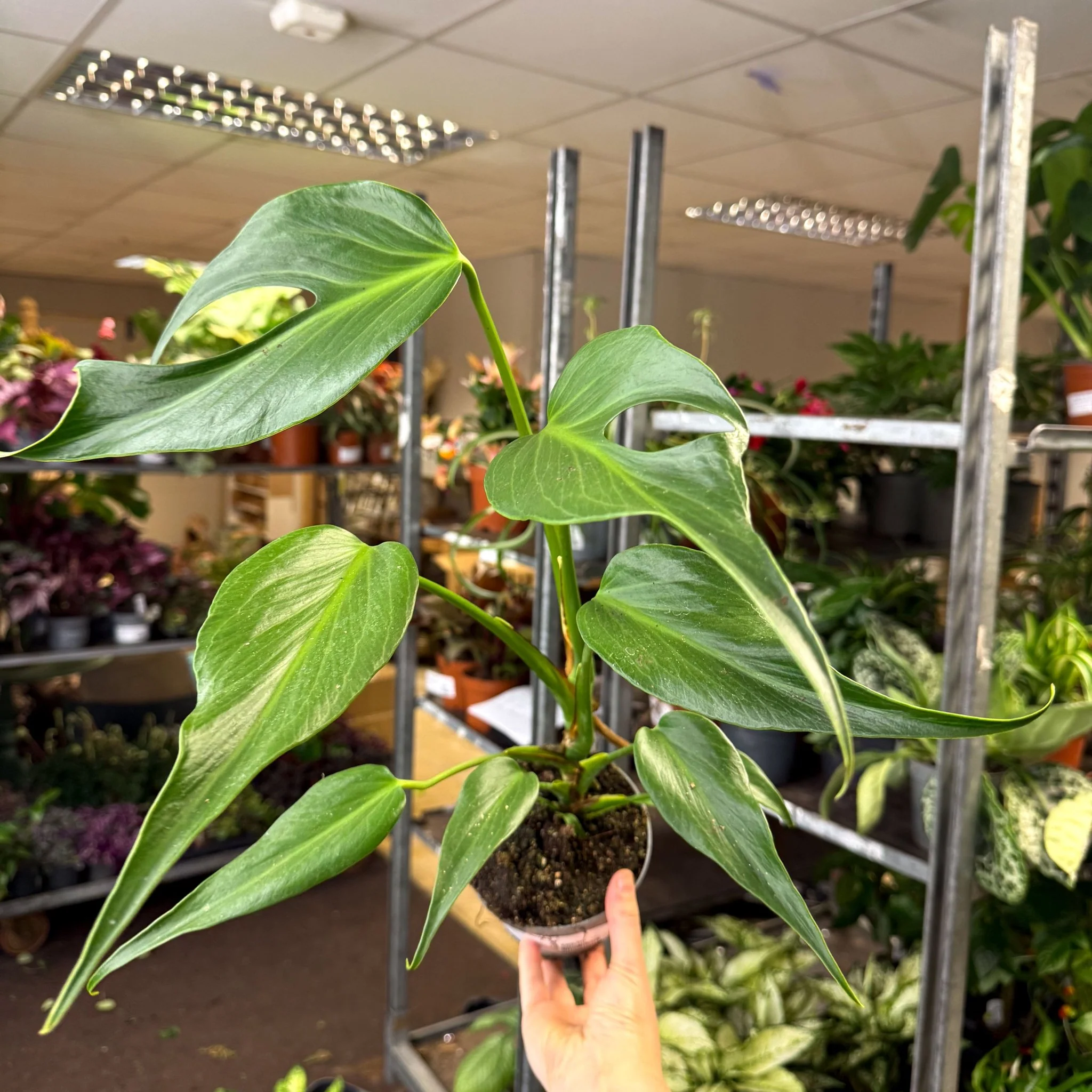 Monstera 'Burle Marx Flame' - Image 3