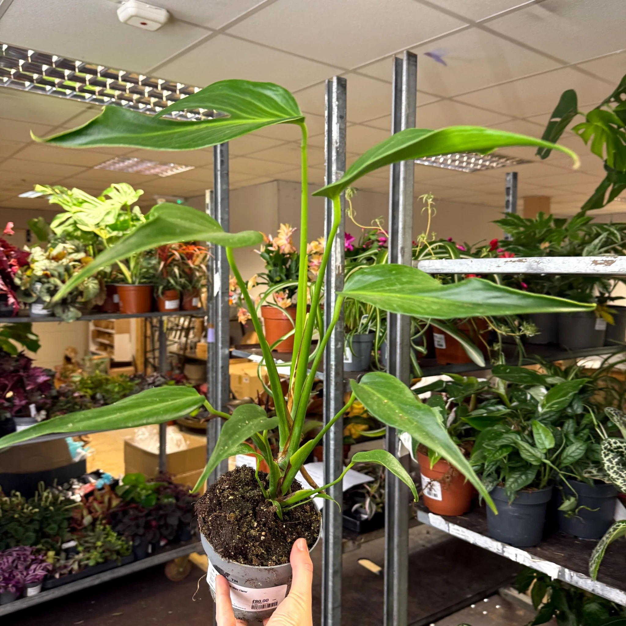 Monstera 'Burle Marx Flame' - Image 8