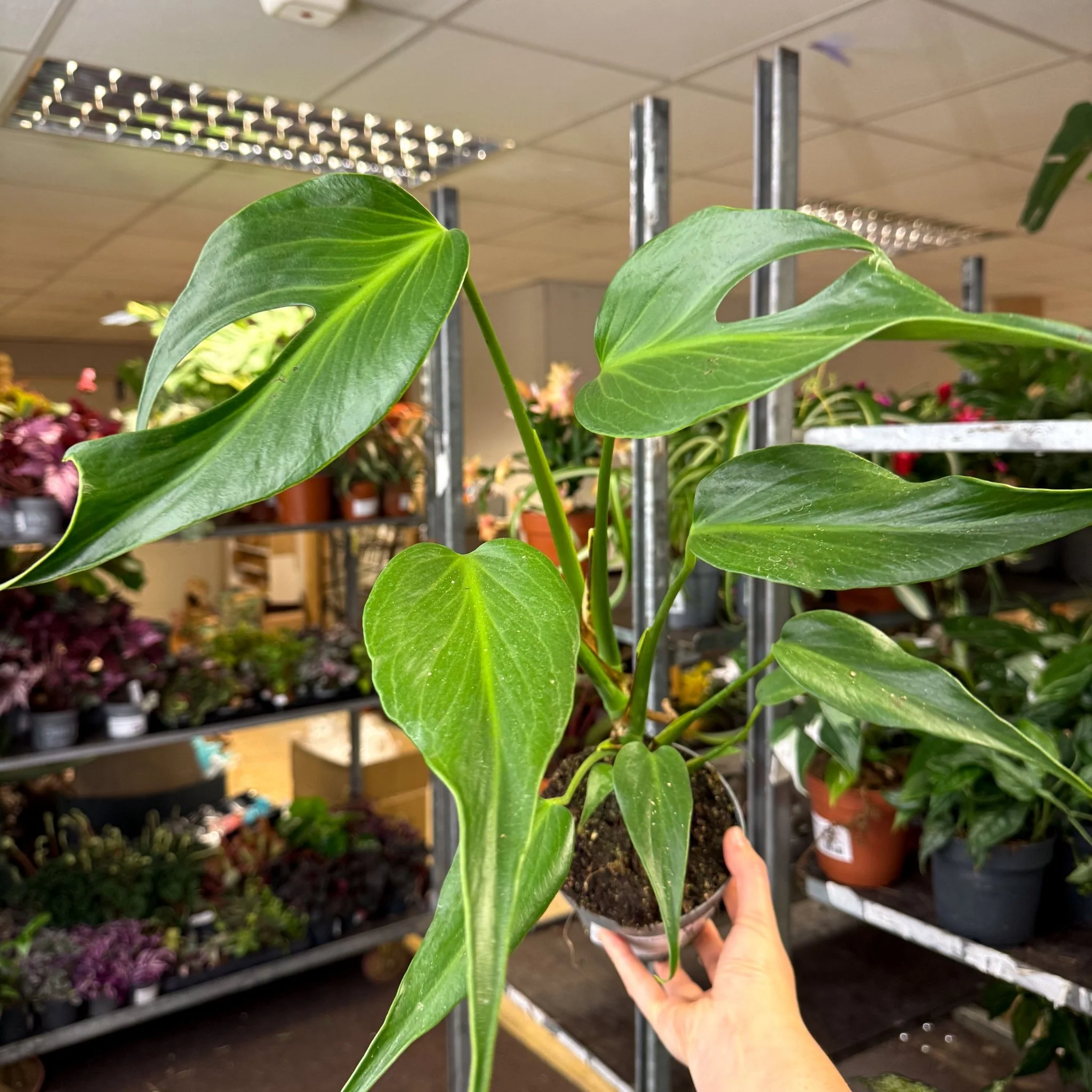 Monstera 'Burle Marx Flame' - Image 9