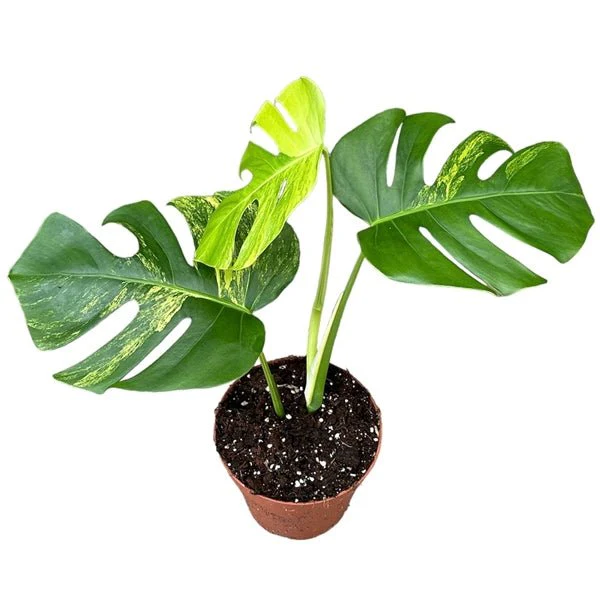 Monstera deliciosa 'Aurea' - Image 2
