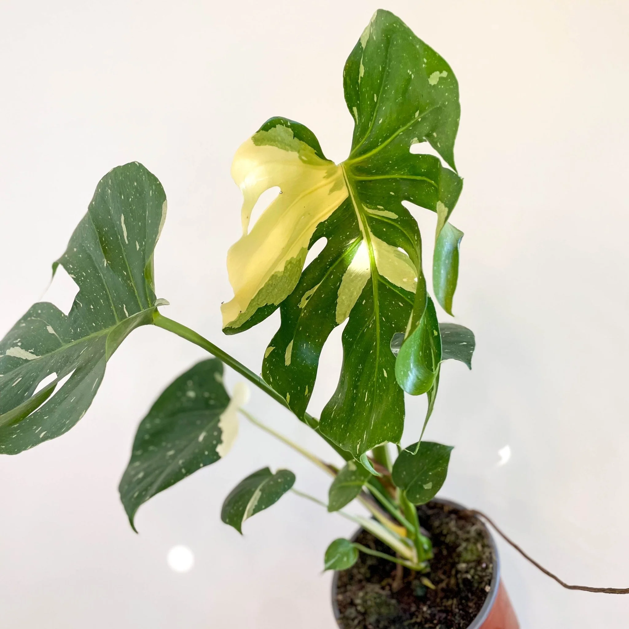 Monstera deliciosa 'Thai Constellation' - Image 11