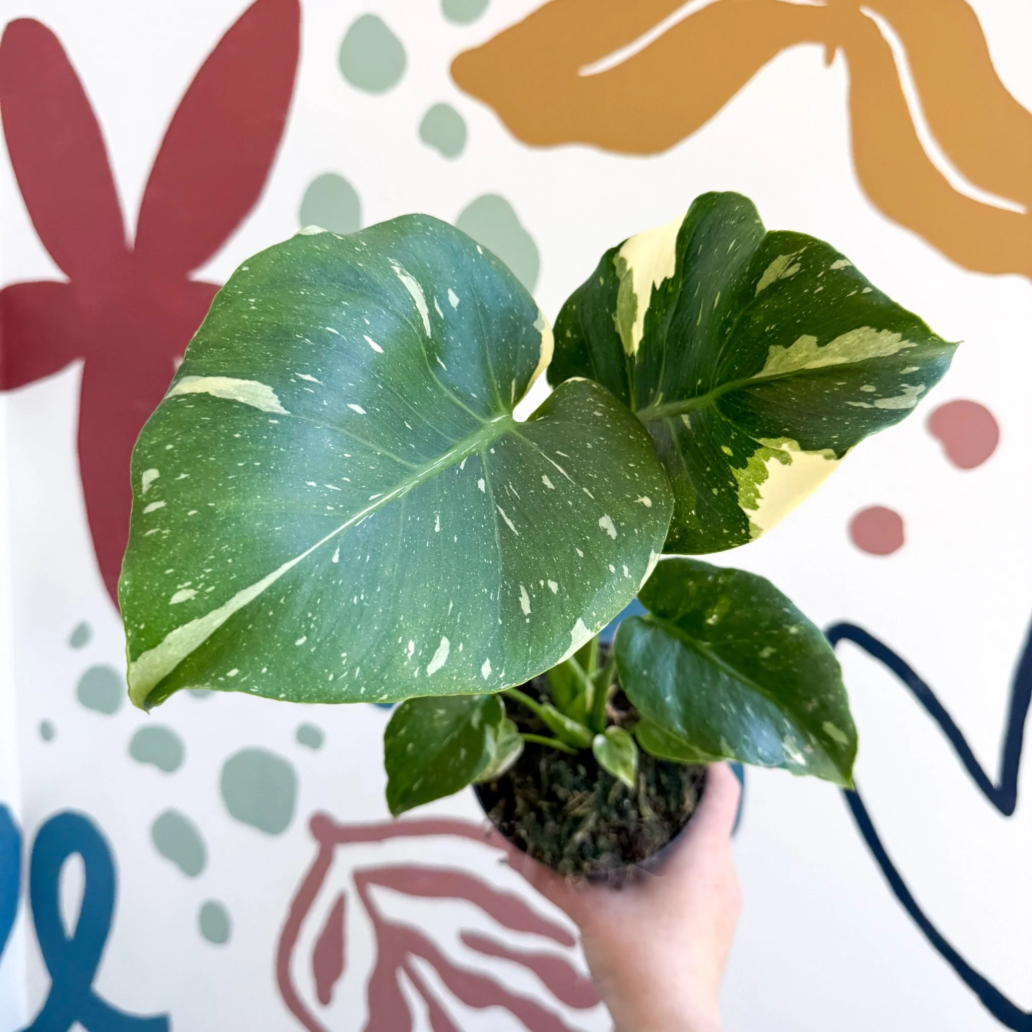 Monstera deliciosa 'Thai Constellation' - Image 18