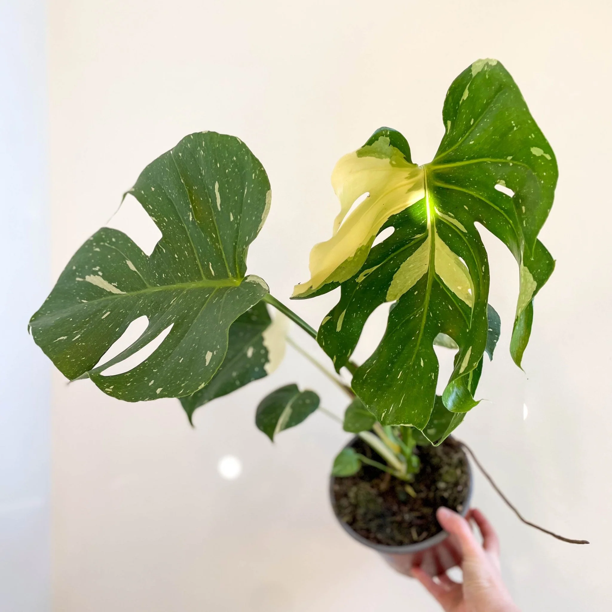 Monstera deliciosa 'Thai Constellation' - Image 5