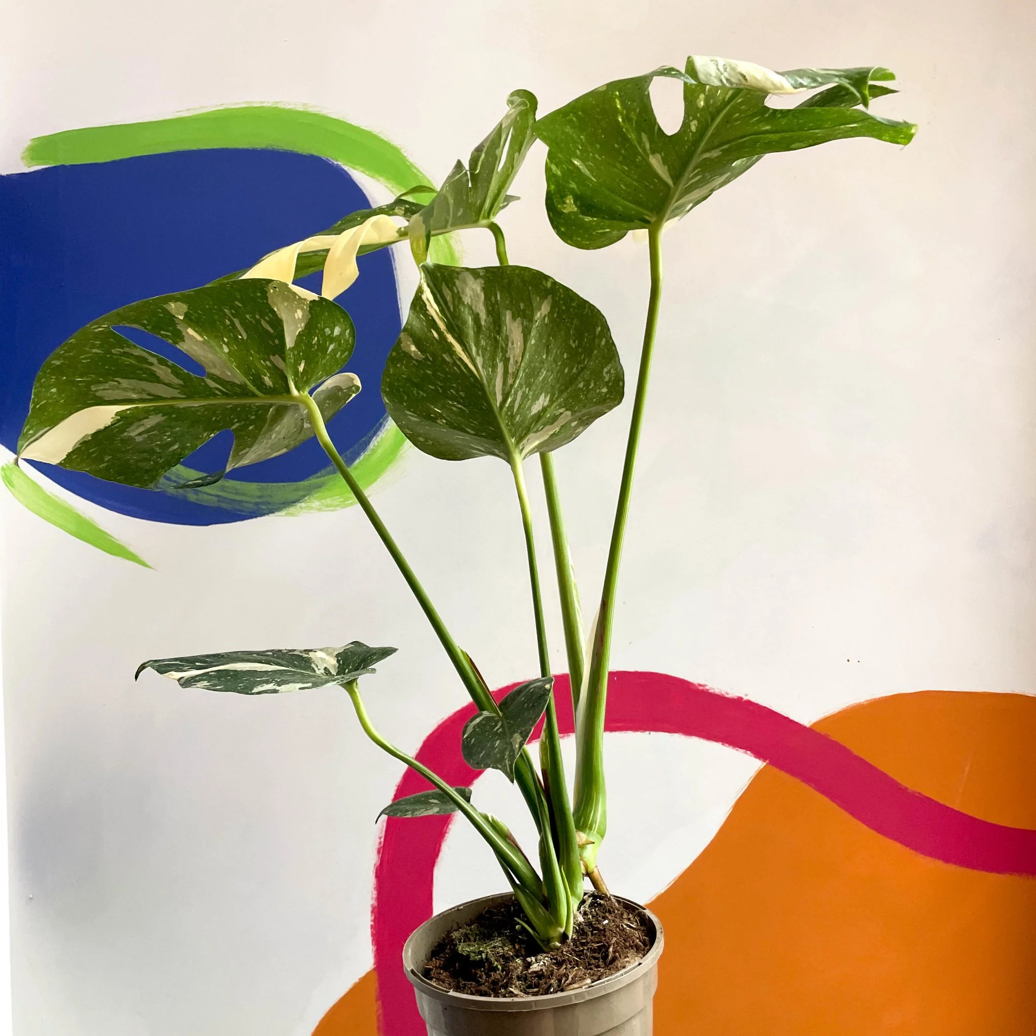 Monstera deliciosa 'Thai Constellation' - British Grown - Image 3