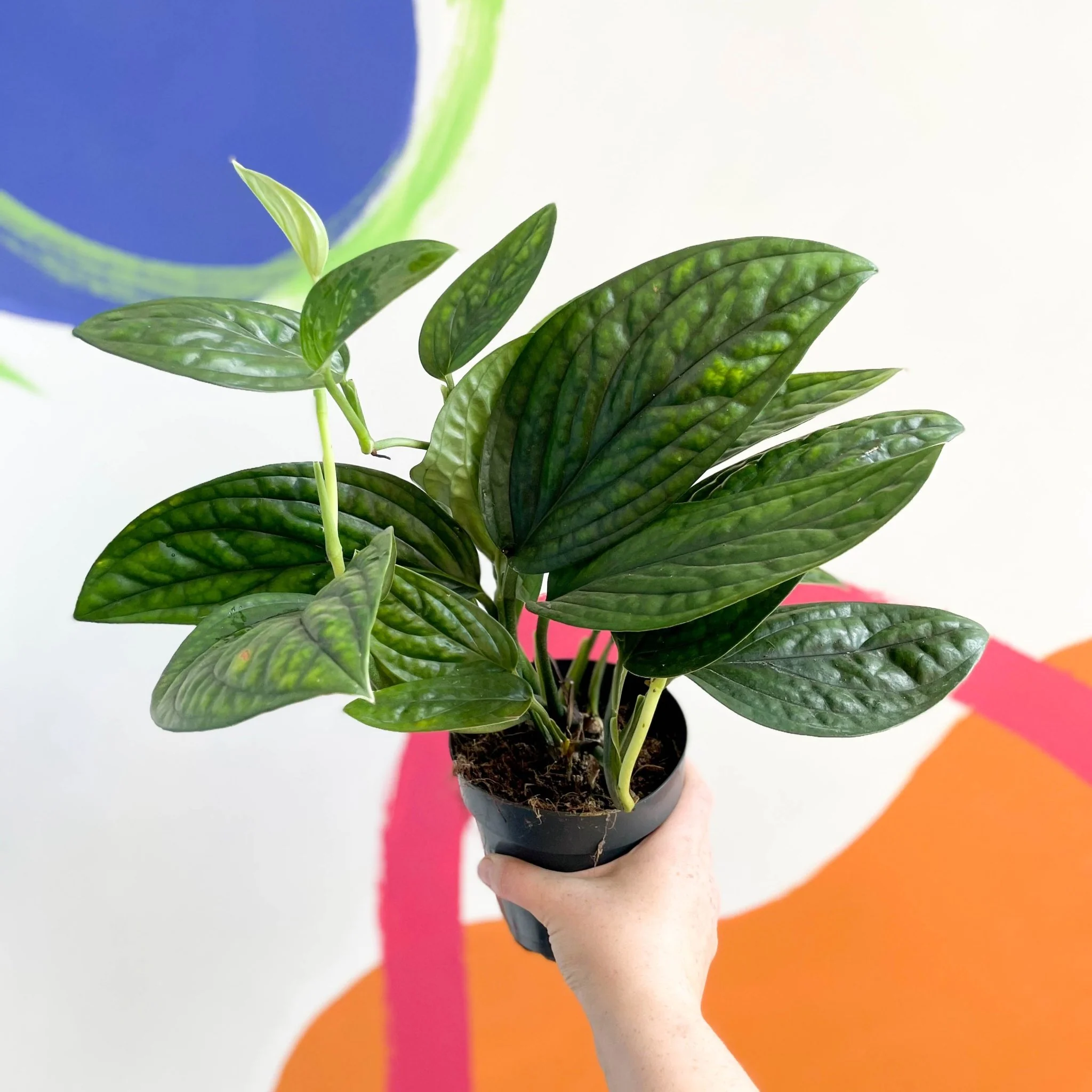 Epipremnum pinnatum 'Marble Planet' - Monstera Peru