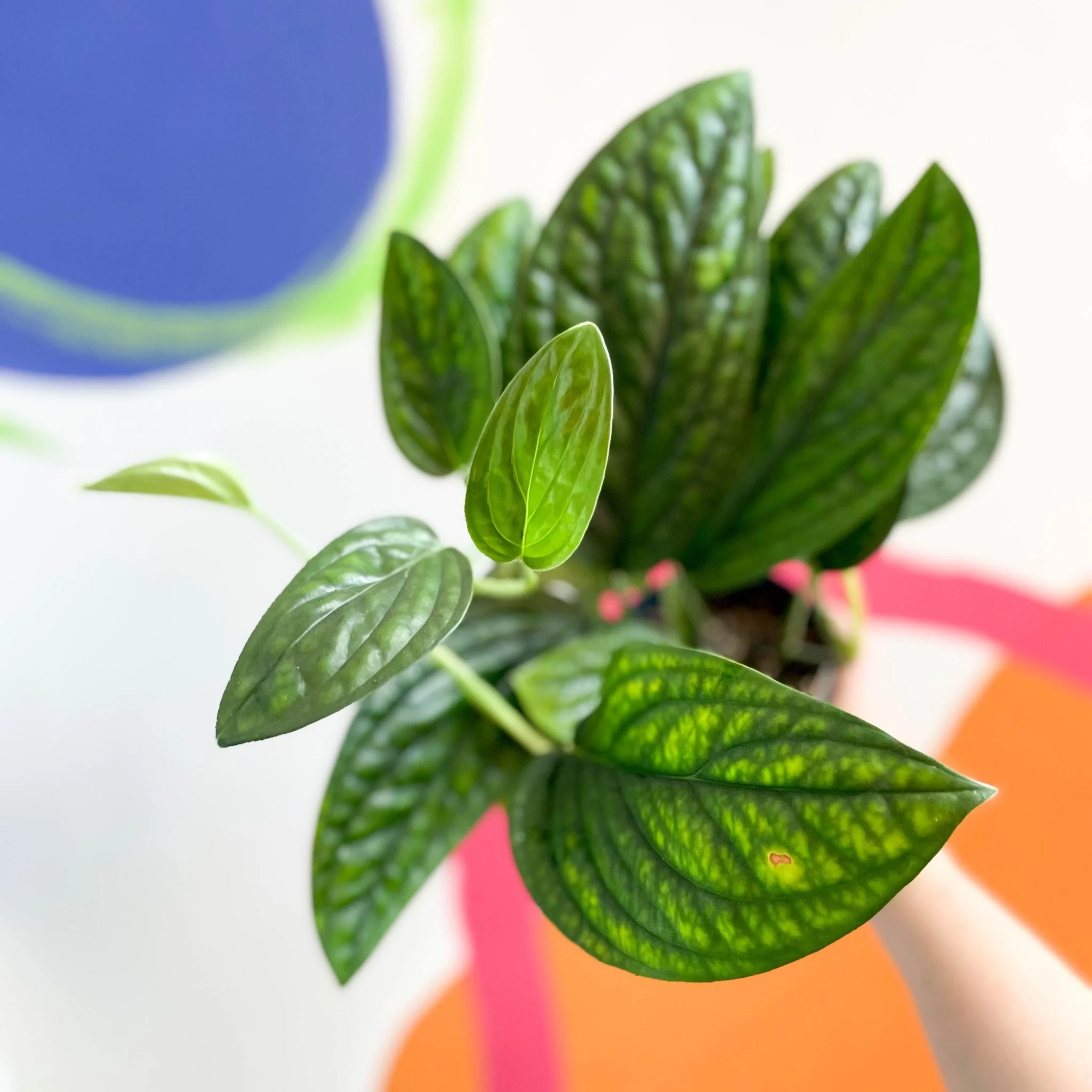Epipremnum pinnatum 'Marble Planet' - Monstera Peru - Image 2