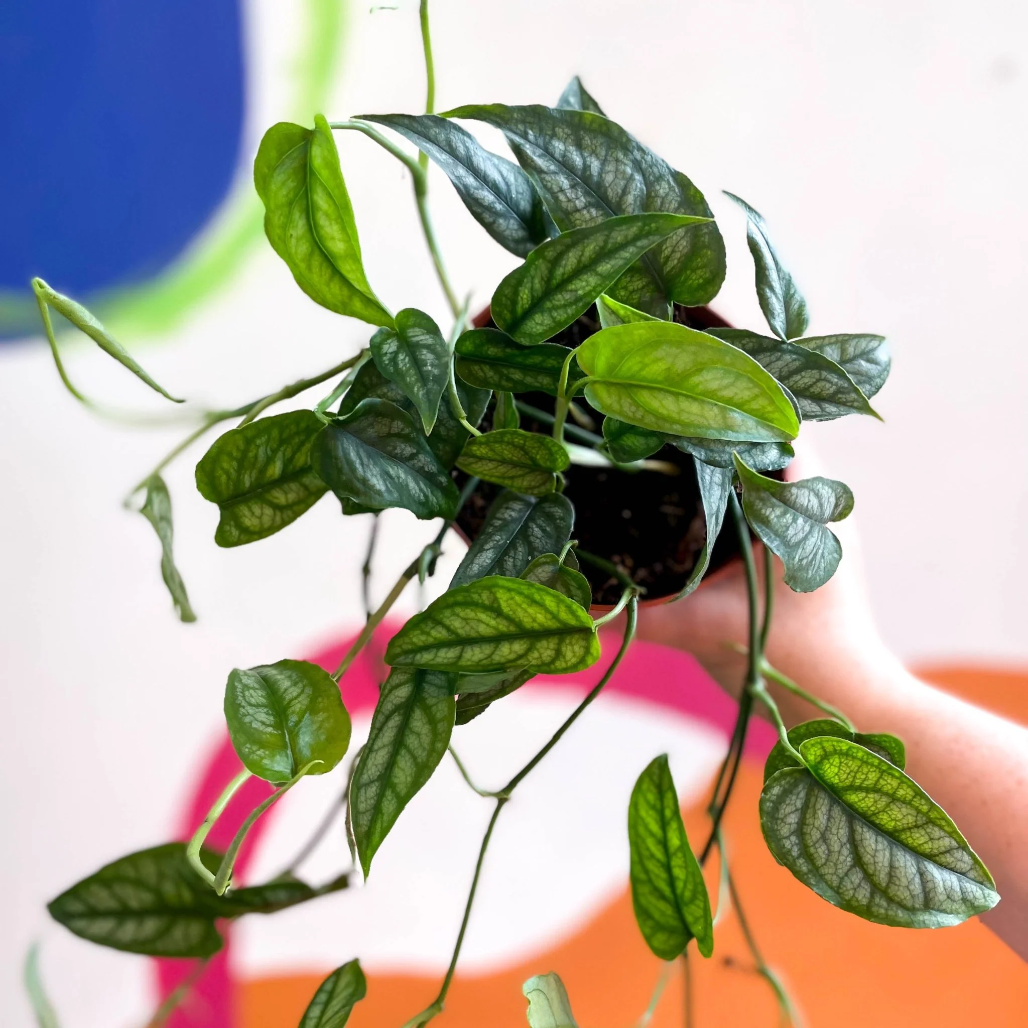 Monstera siltepecana - Silver Vine - Image 10