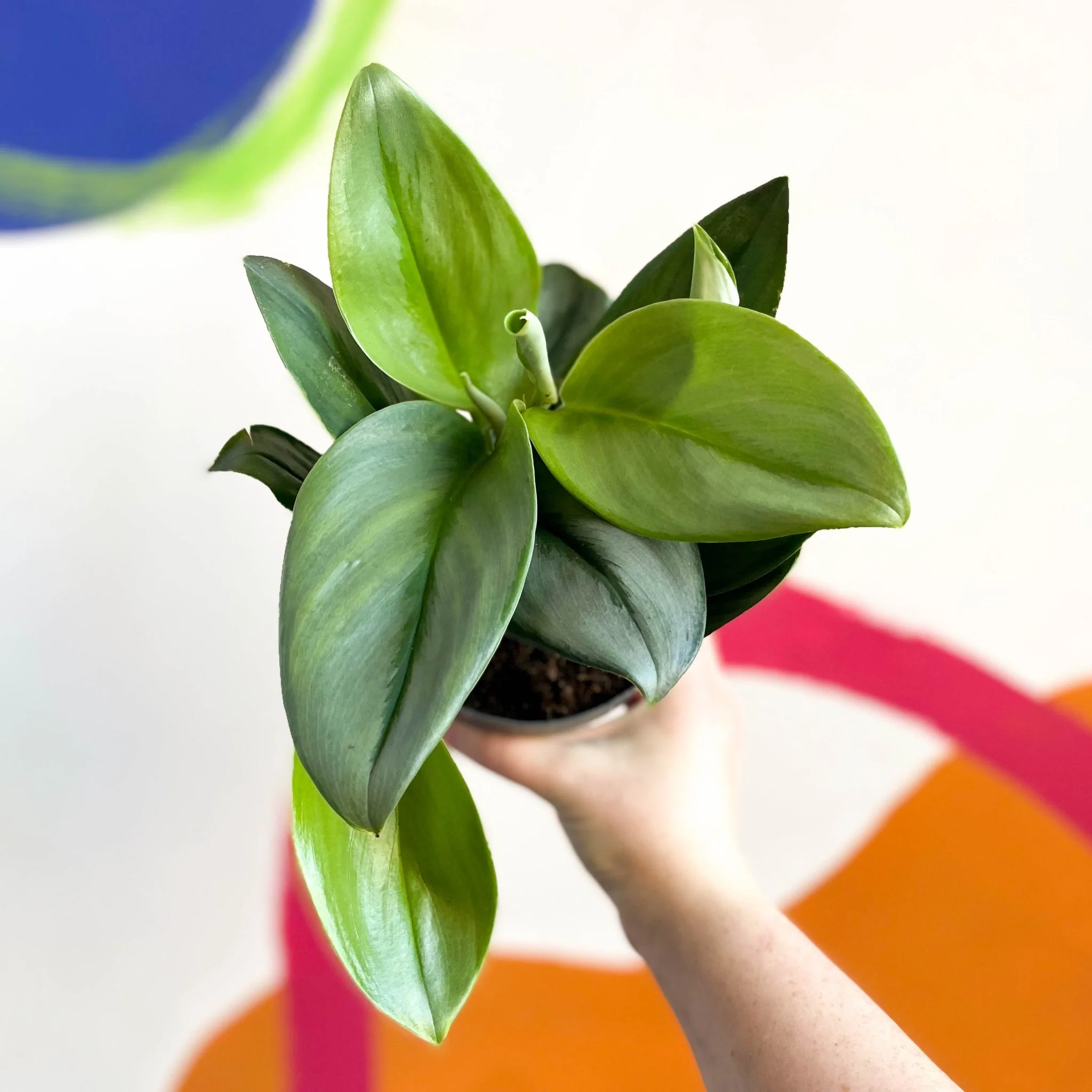 Scindapsus treubii ‘Moonlight’ - Moonlight Pothos - Image 3